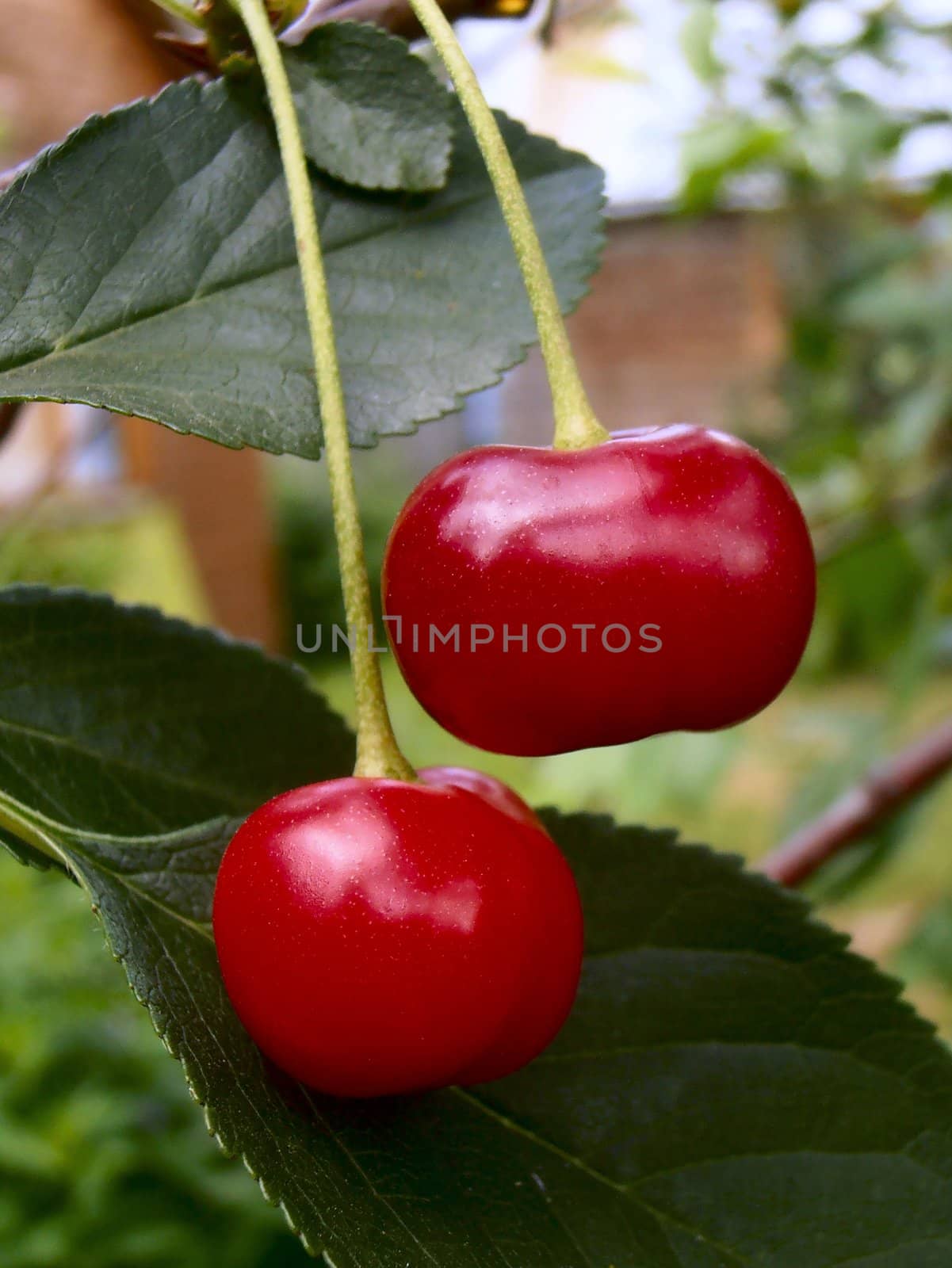 Two Cherries. by GNNick