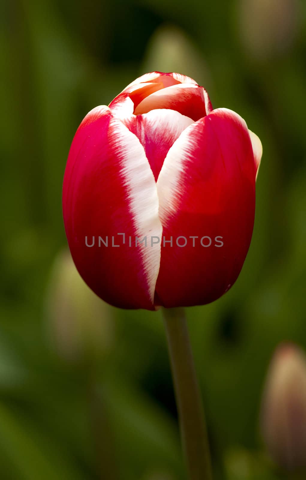 Beautiful photo of a red tulip over green out focus background