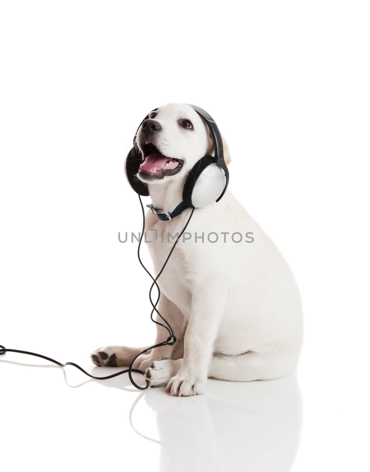 Dog listening to music by Iko