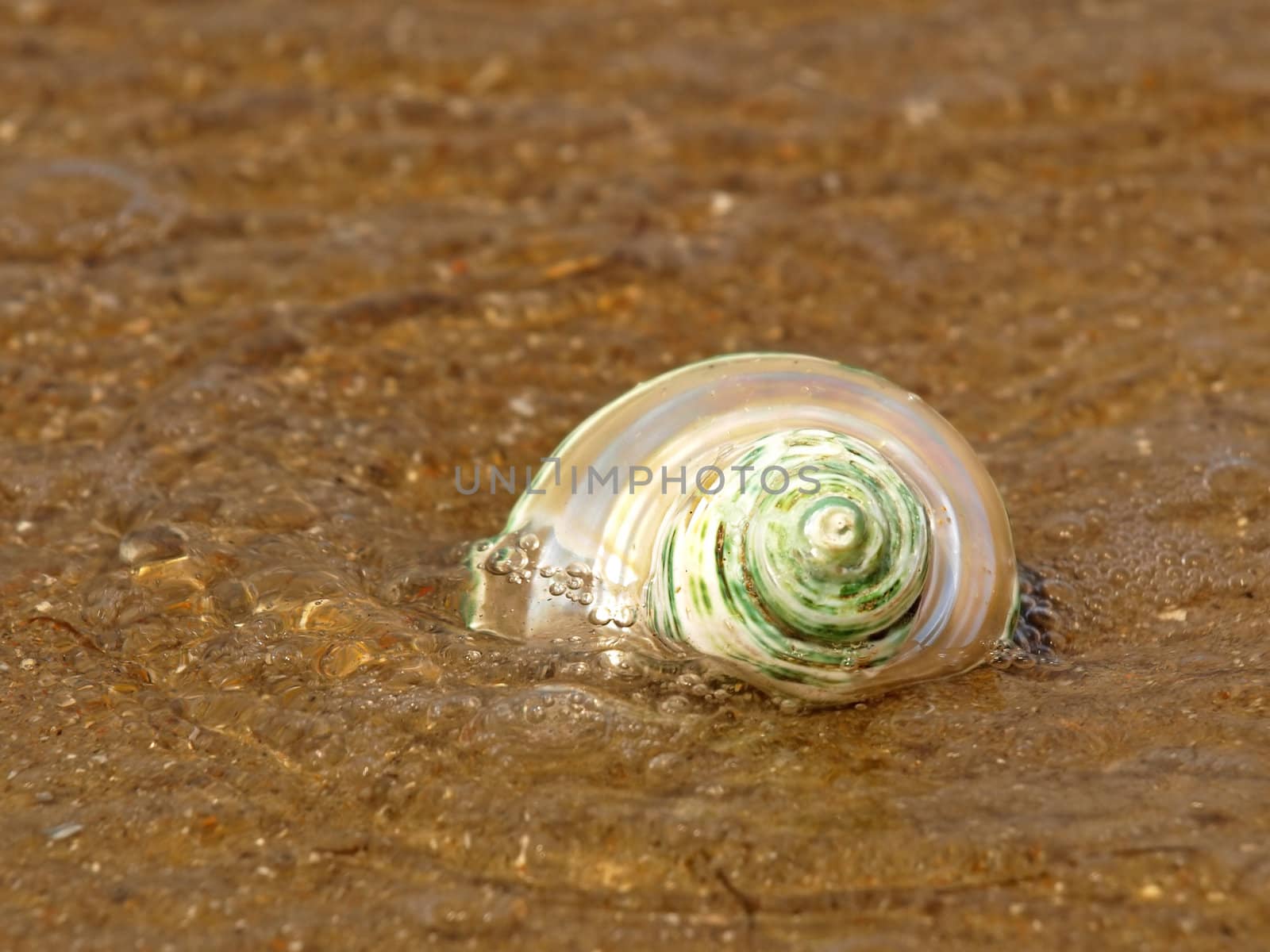 Nacreous seashell in sea wave taken closeup.