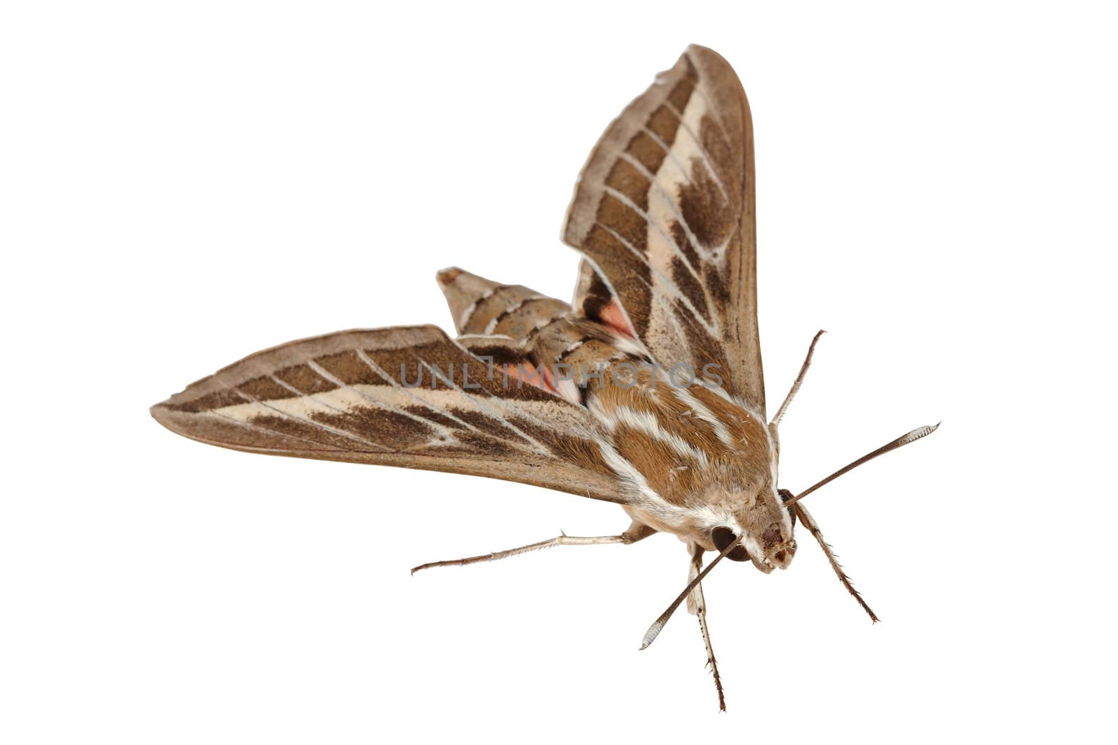Bedstraw Hawk-Moth or Gallium Sphinx (Lat. Hyles gallii), isolated on a white background