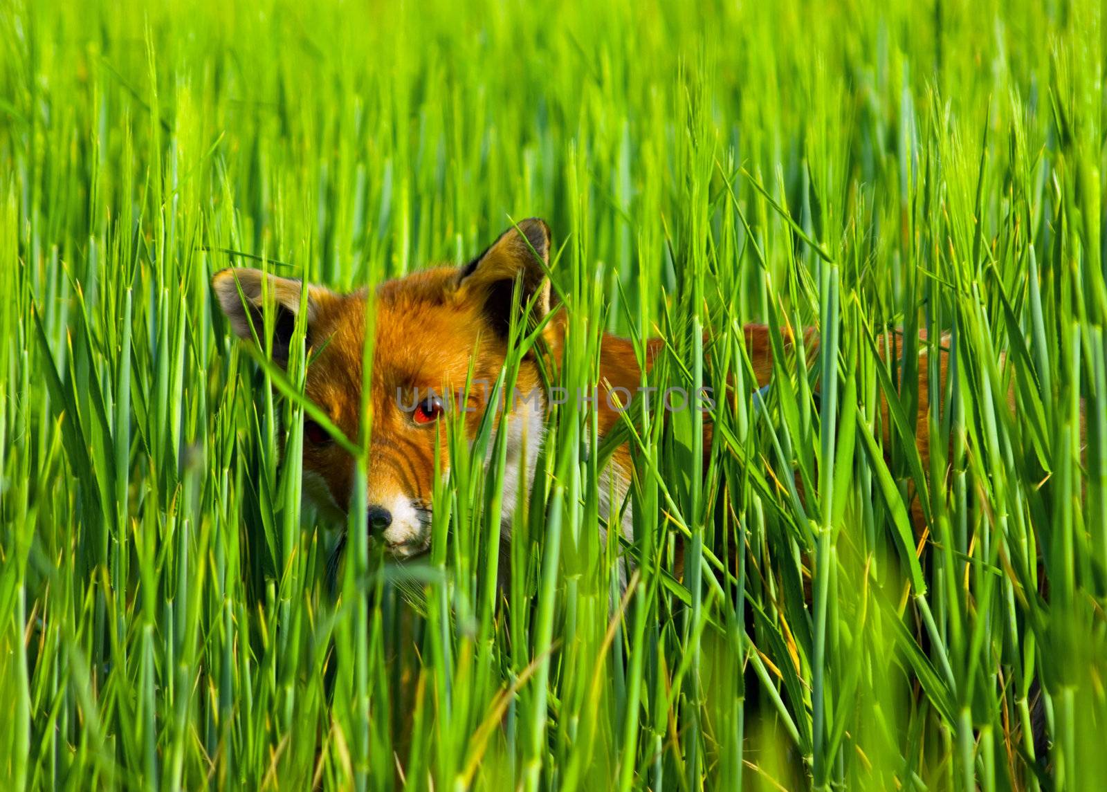 alerted wild fox  hiding in a green meadow, looking through long grass blades