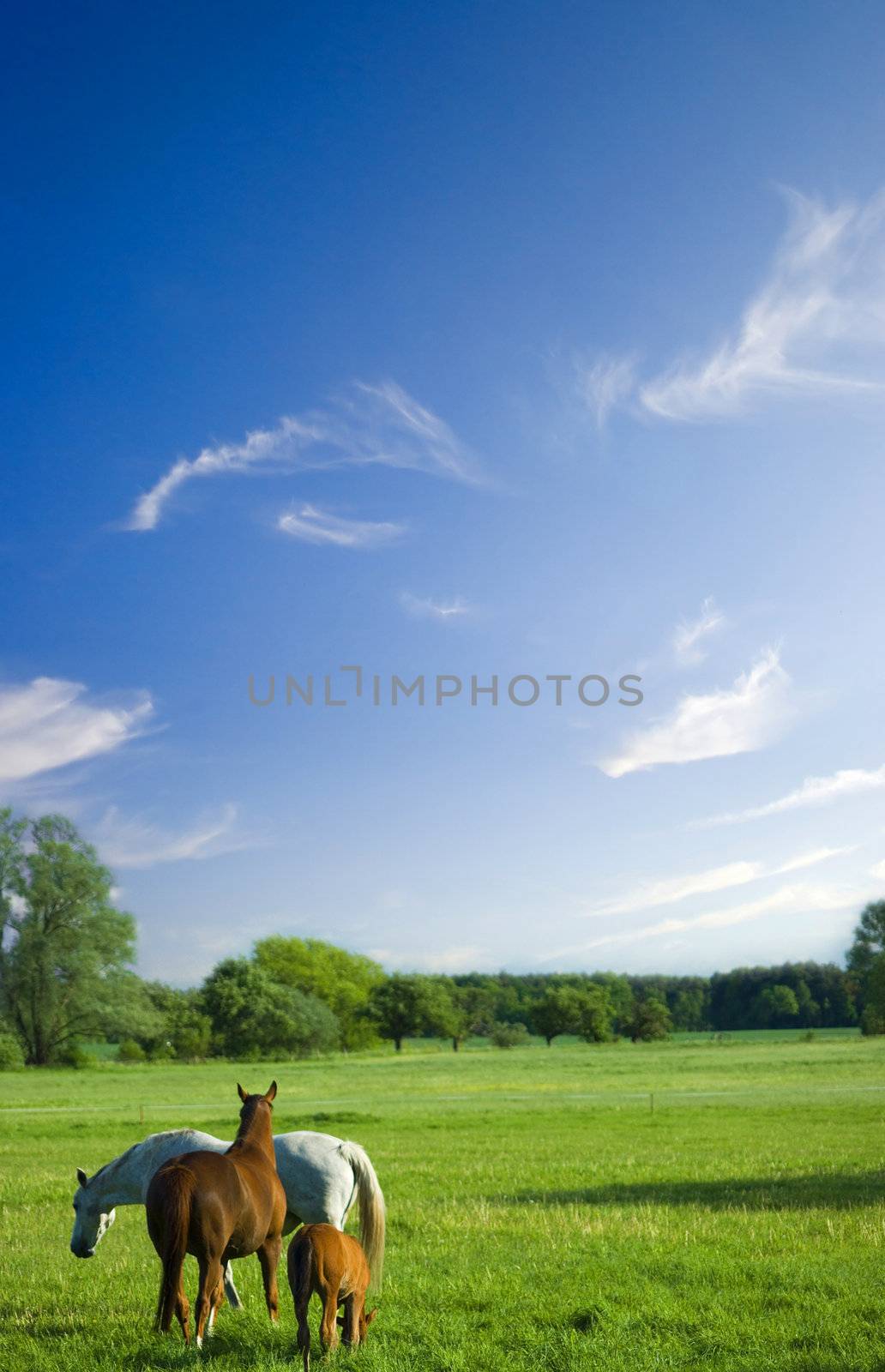 beautiful landscape with blue sky and a horse family on a meadow