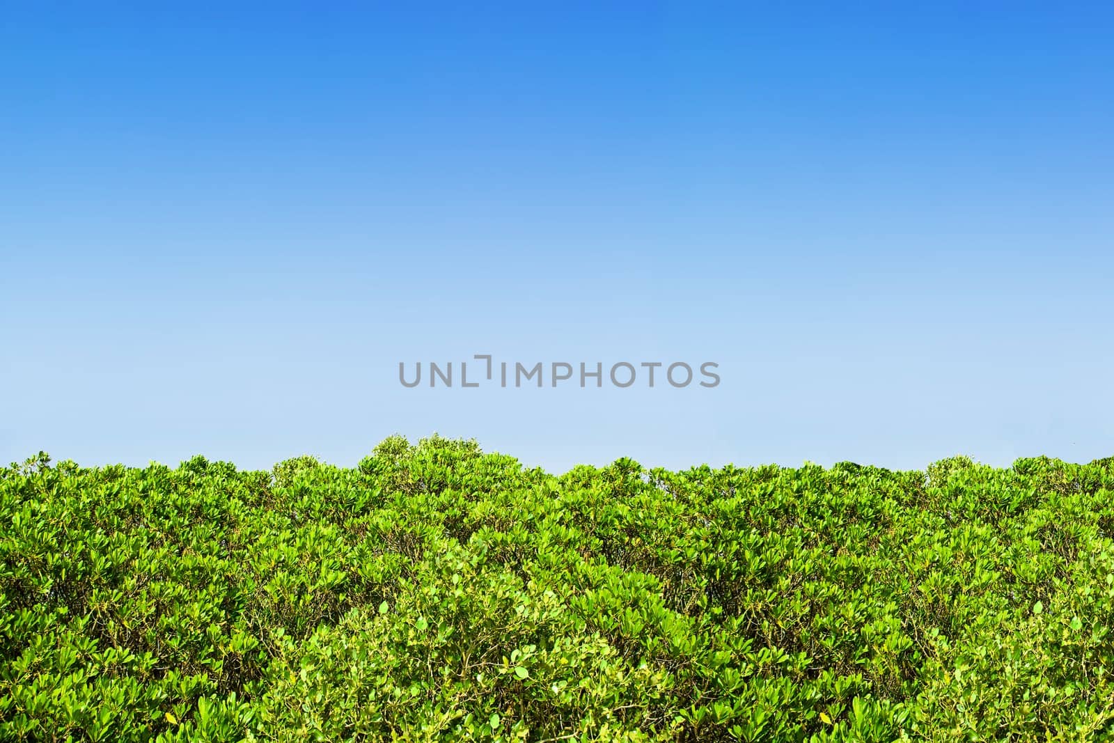 juicy green hedge row in front of a perfect blue sky ...well actually its the upper part of a mangrove forest but it looks pretty much like a hedge to me ;) 