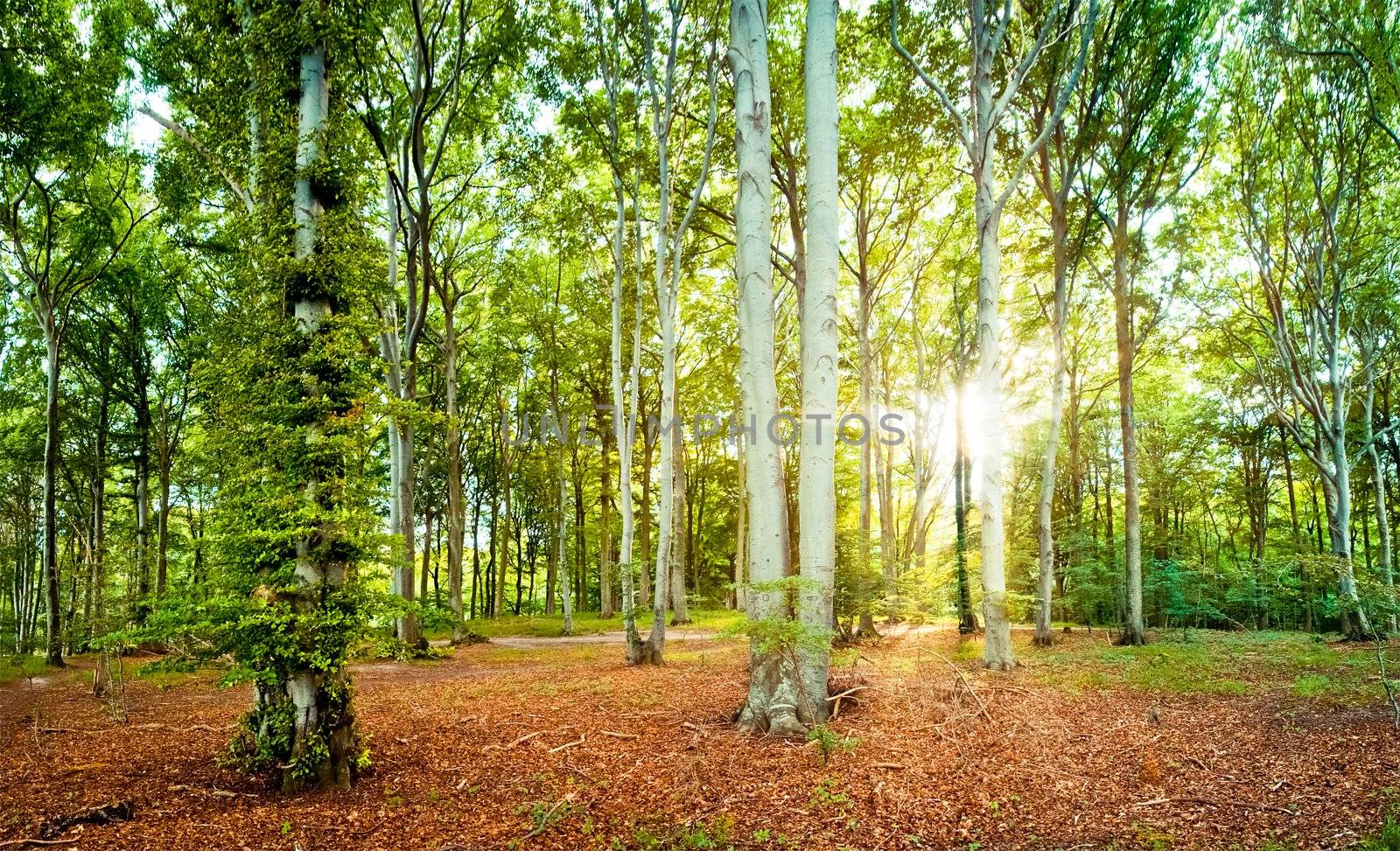 beech forest in late summer on the island of ruegen, germany