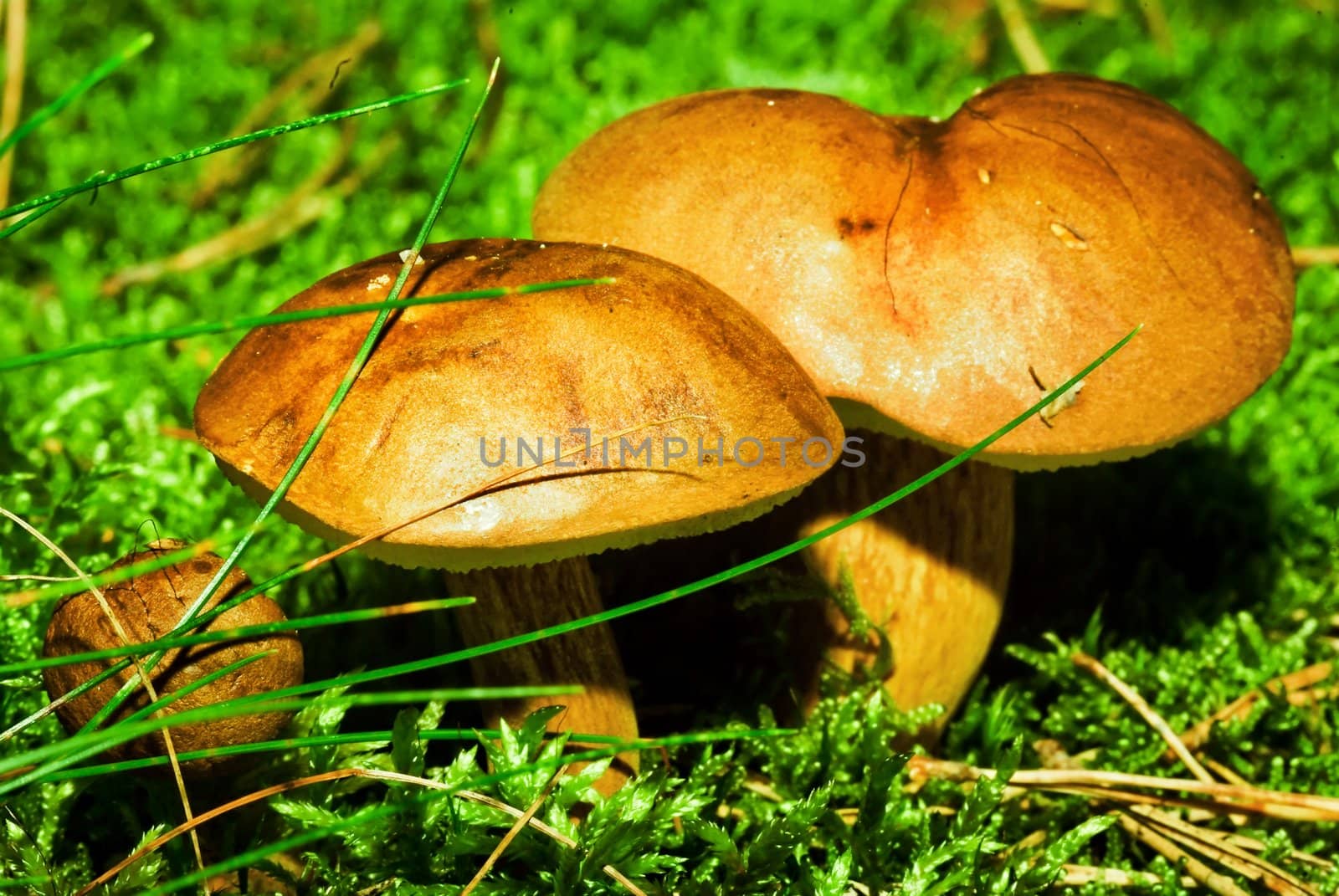 close-up view of large mushrooms on green juicy moss area in bright sunlight.