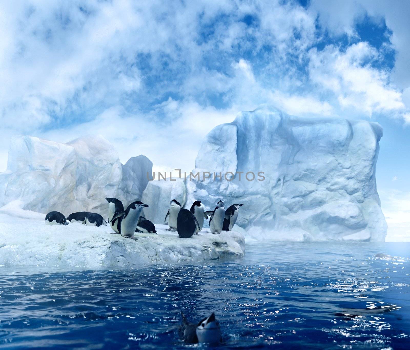 bunch of penguins sitting on melting ice floes in the antarctic region