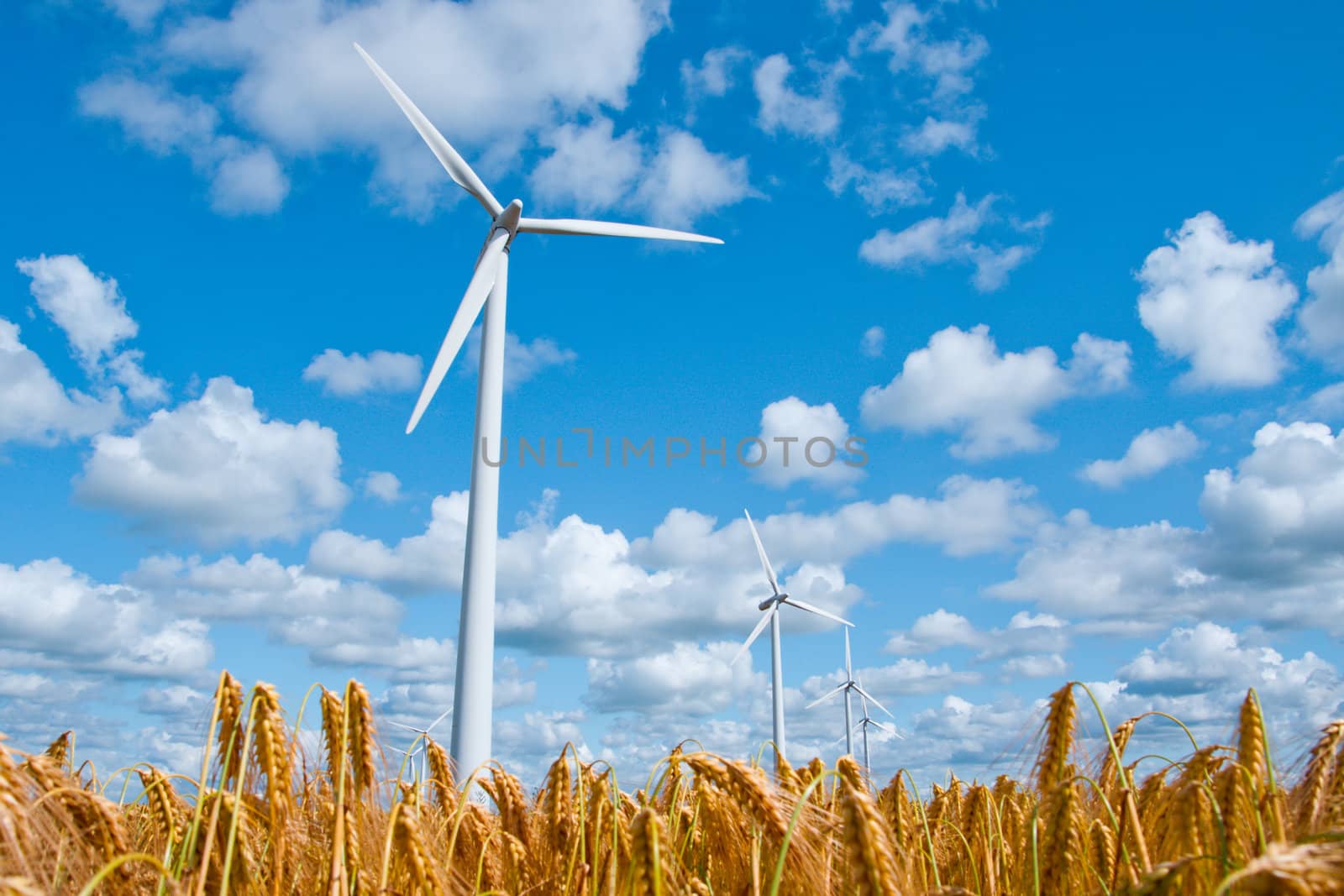 wind turbines in rural area in a wheat field in front of a beautiful blue sky