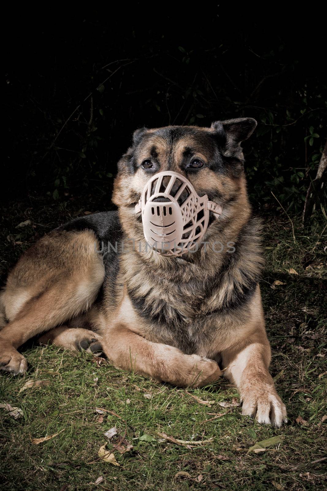 German Shepherd dog wearing a muzzle