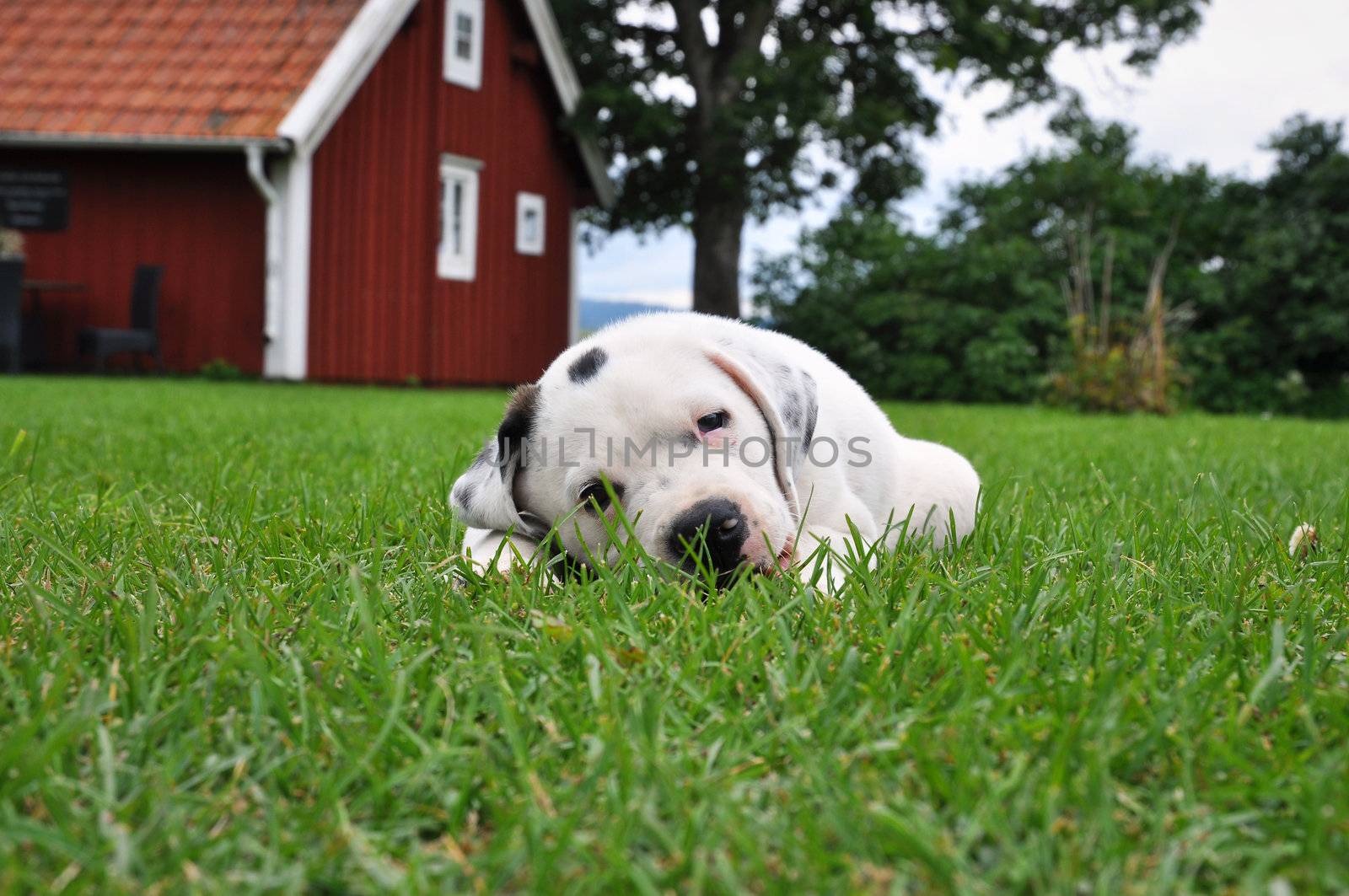 Puppy, Pitbull - St Bernard, resting in the grass with a red cottage in the background.