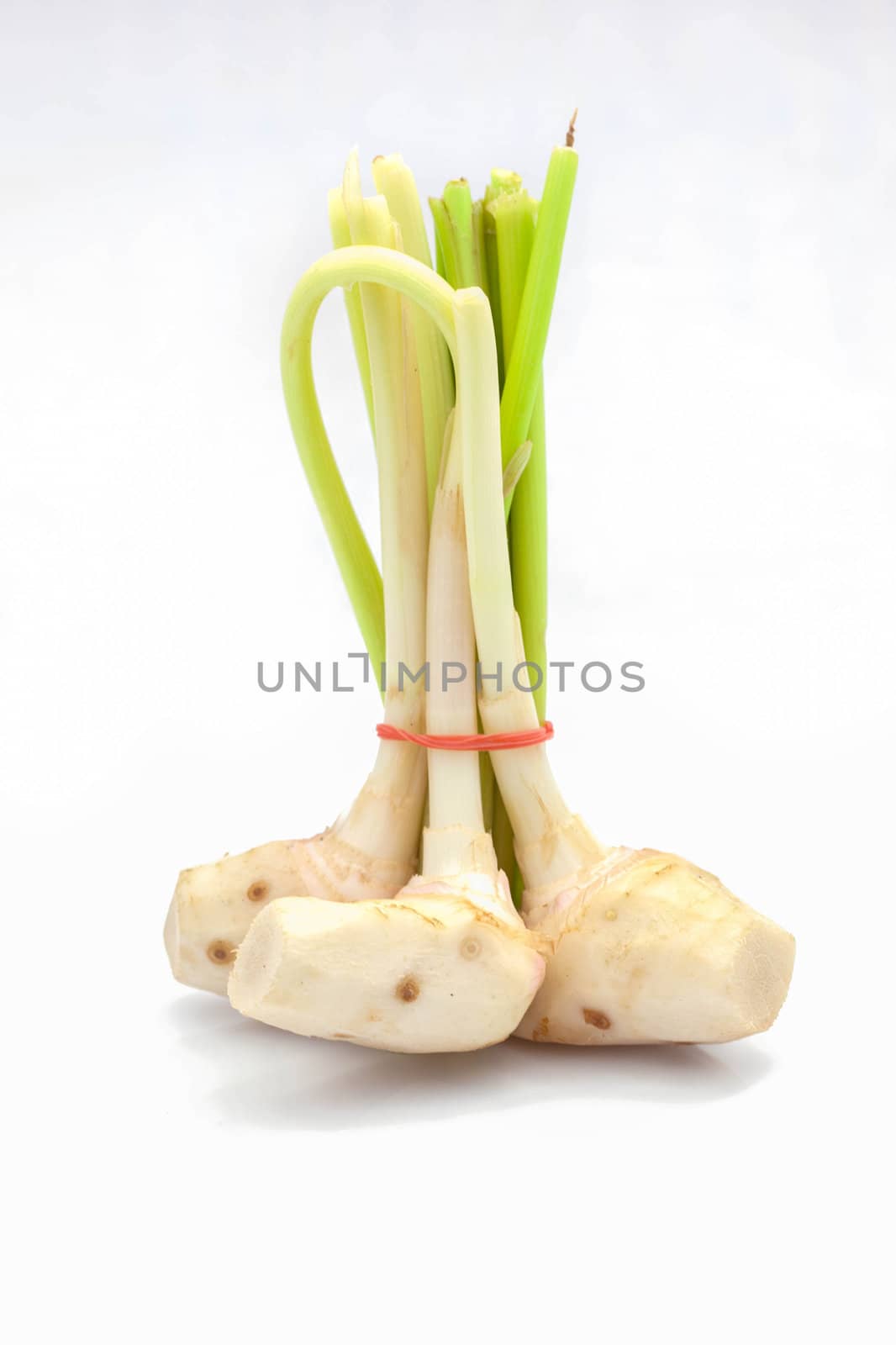 Ginger sprout on a white background.