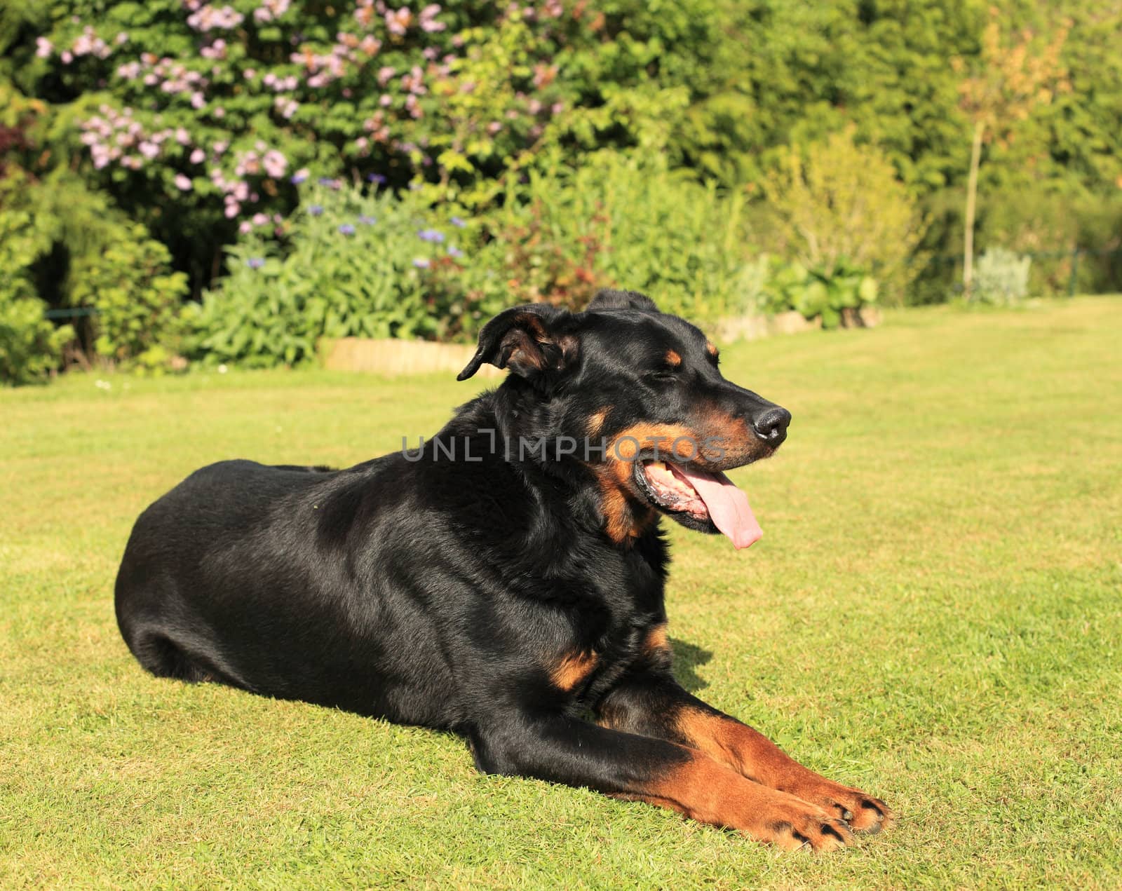 portrait of a purebred french sheepdog beauceron 