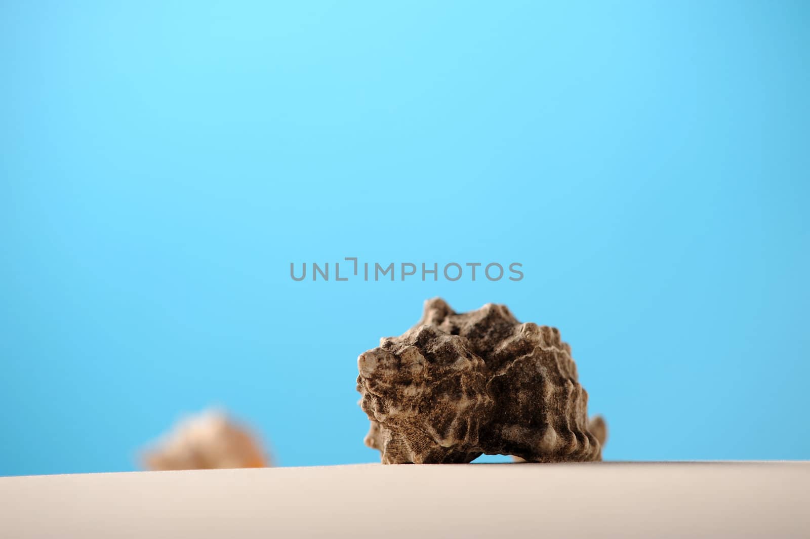 shells on beach sand with room for copy or text