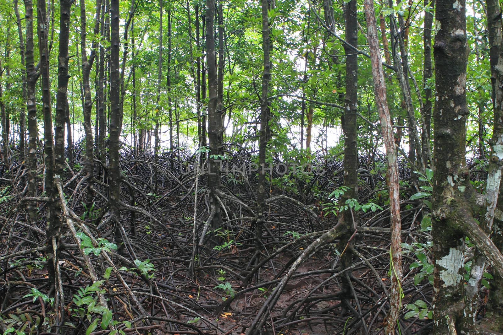 Wood path way among the Mangrove forest, Thailand 
 by rufous