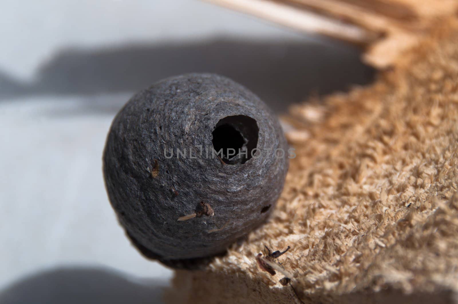 Small wasp nest built on a log of wood