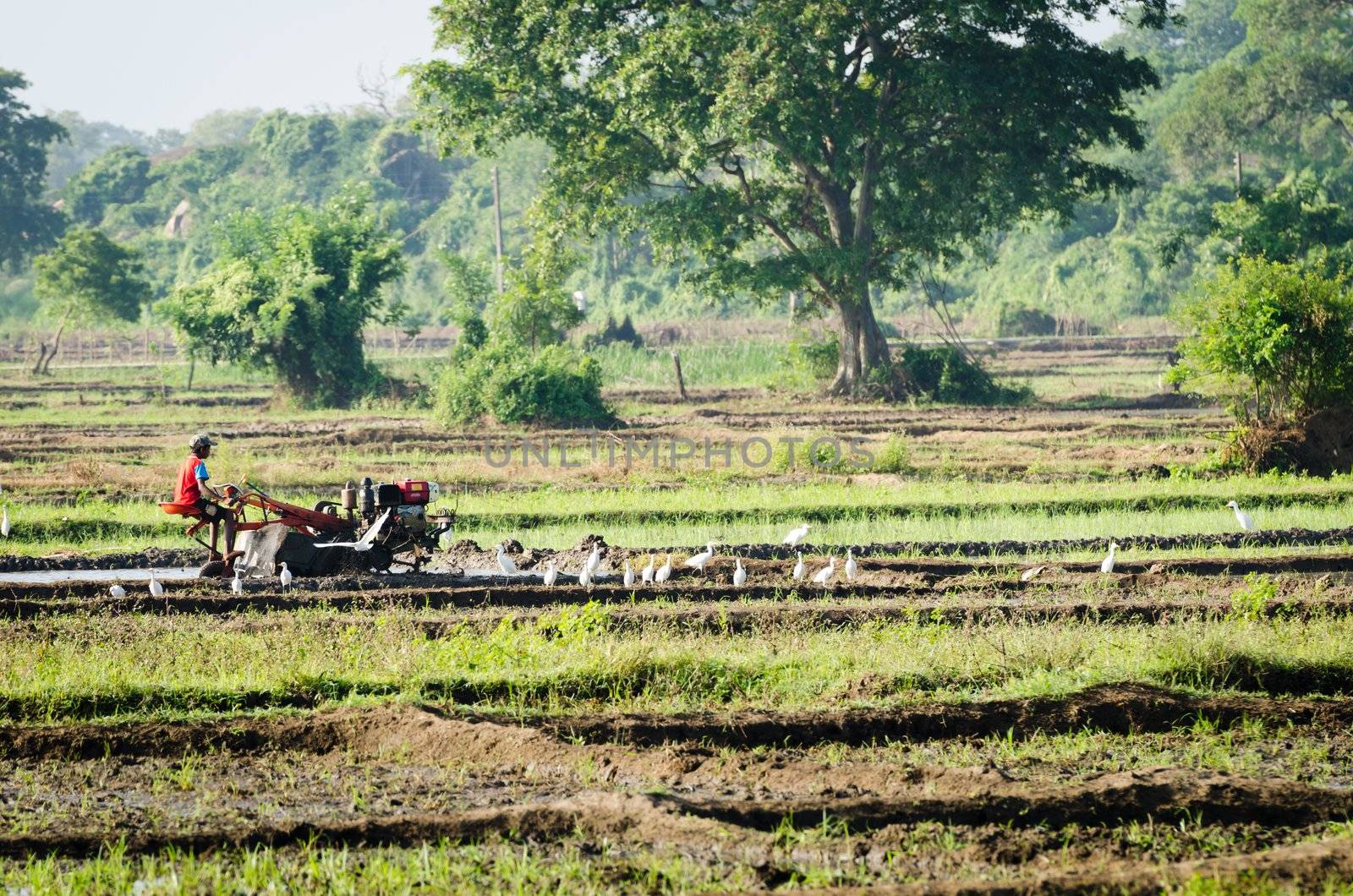 Habarana, Sri Lanka - December 6, 2011: A boy working with a motor plow on a rice field among white herons