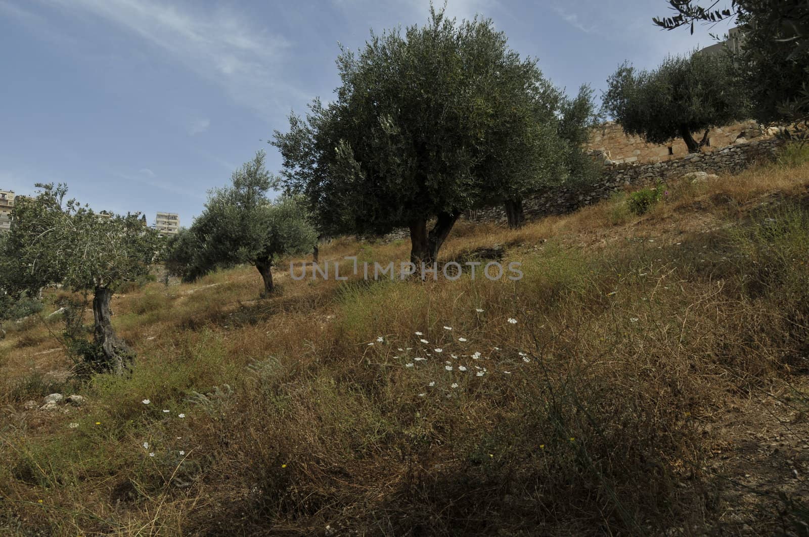 landscape israel