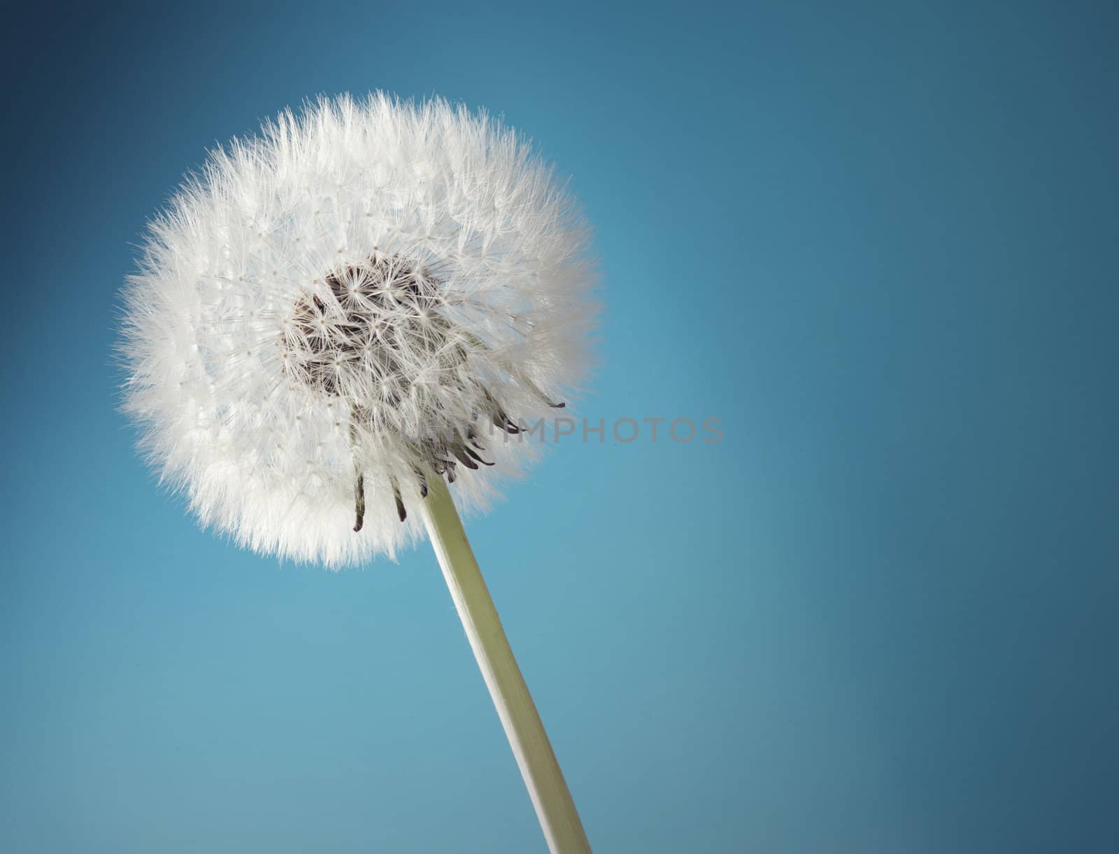 Close-up of a dandelion against a blue background