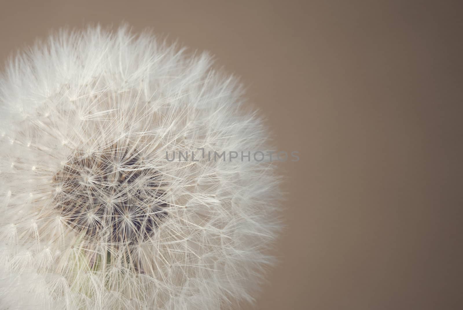 Close-up of a dandelion against a neutral background