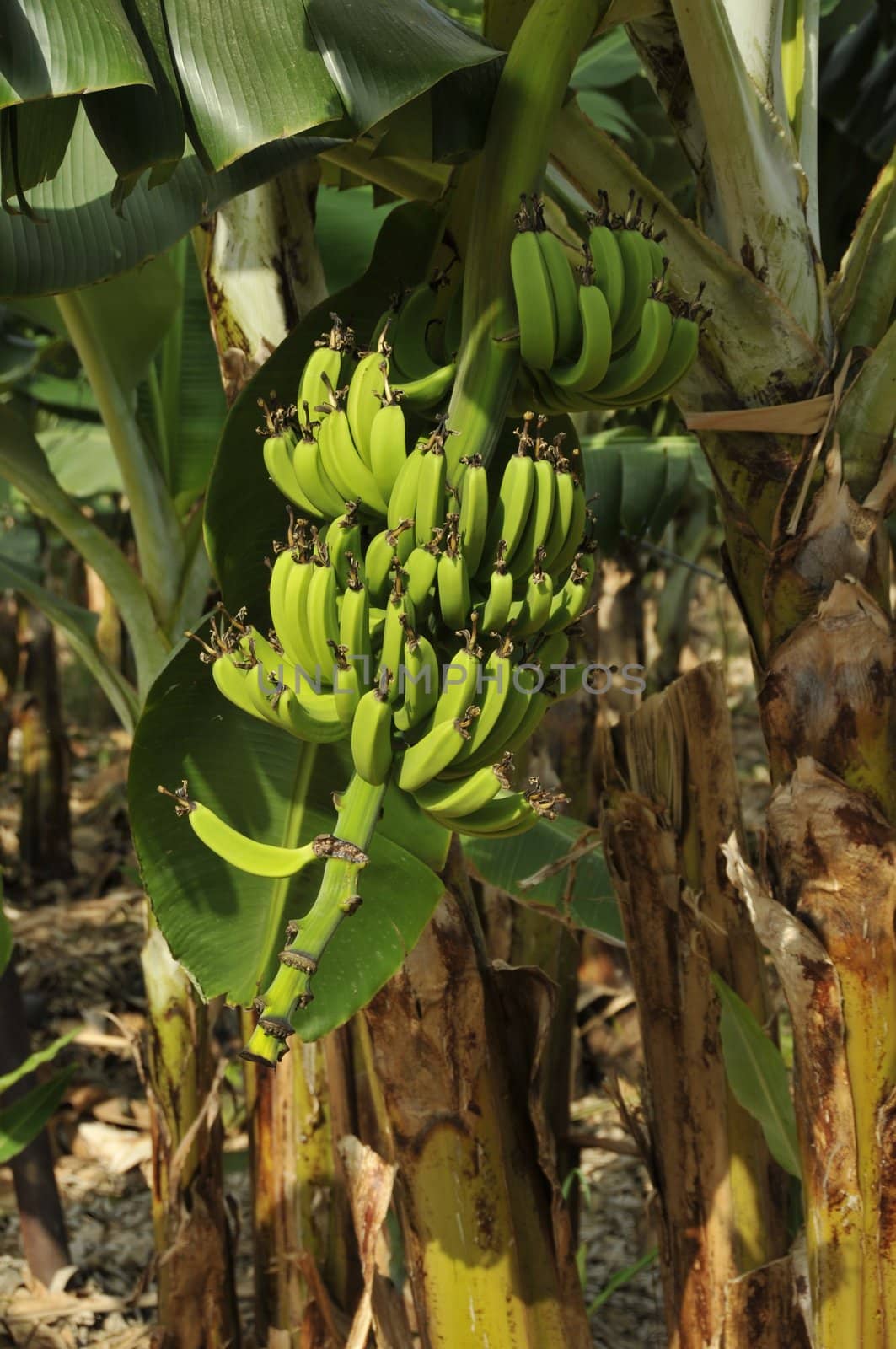 banana tree in israel by compuinfoto
