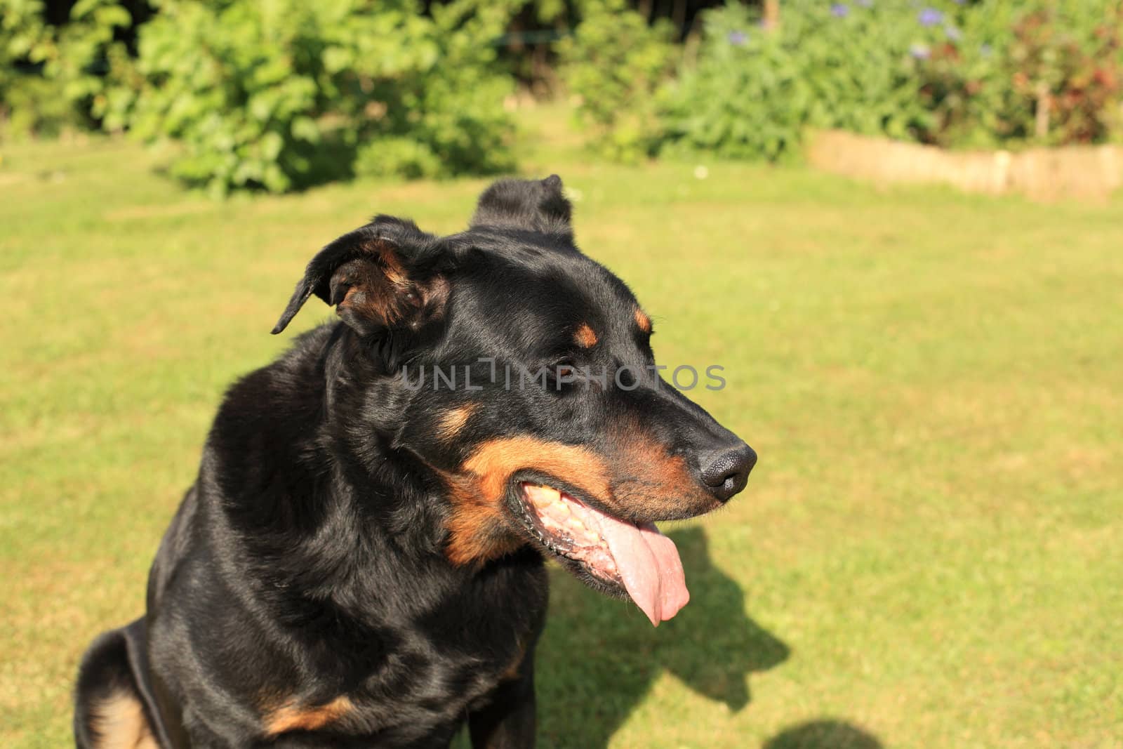 portrait of a purebred french sheepdog beauceron 
