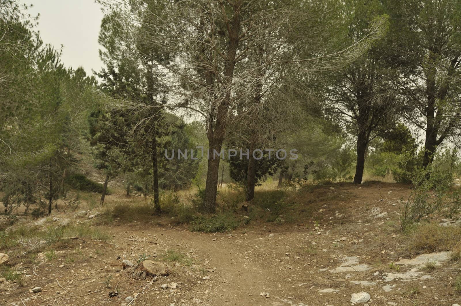 Emmaus the place where Jesus walked