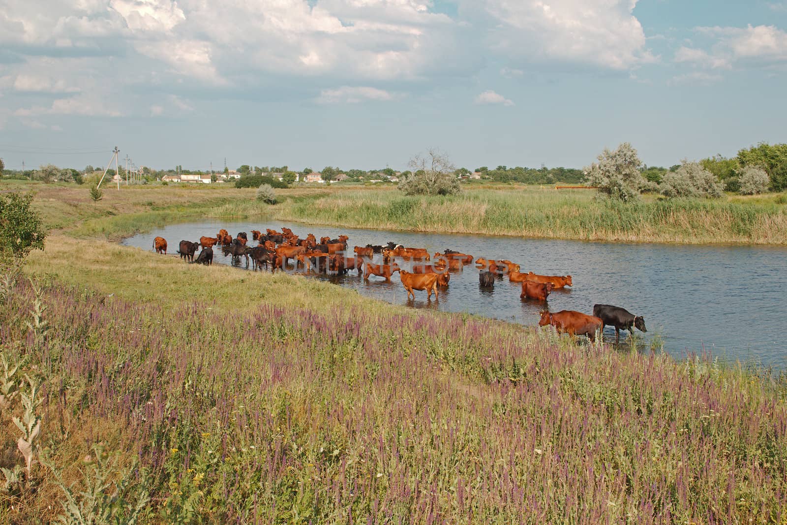 Cows is rescued from the summer heat in the river