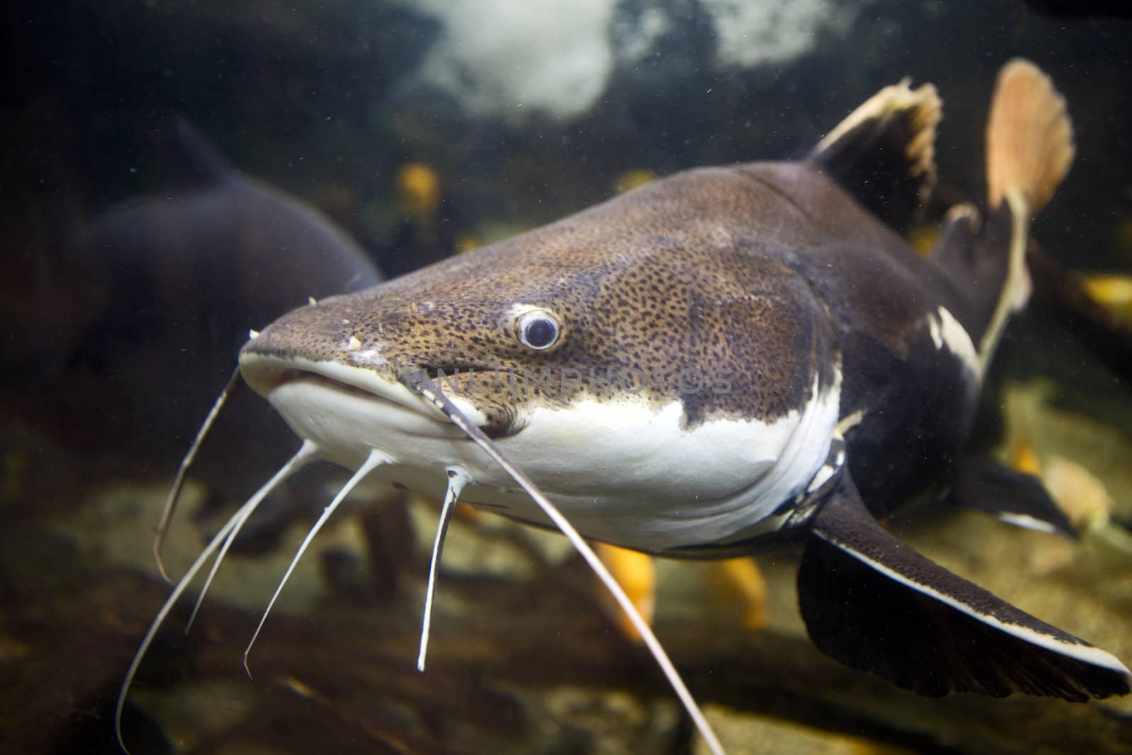 Closeup of the head, mouth and feelers of a tropical redtail catfish, Phractocephalus hemioliopterus, swimming in an acquarium.