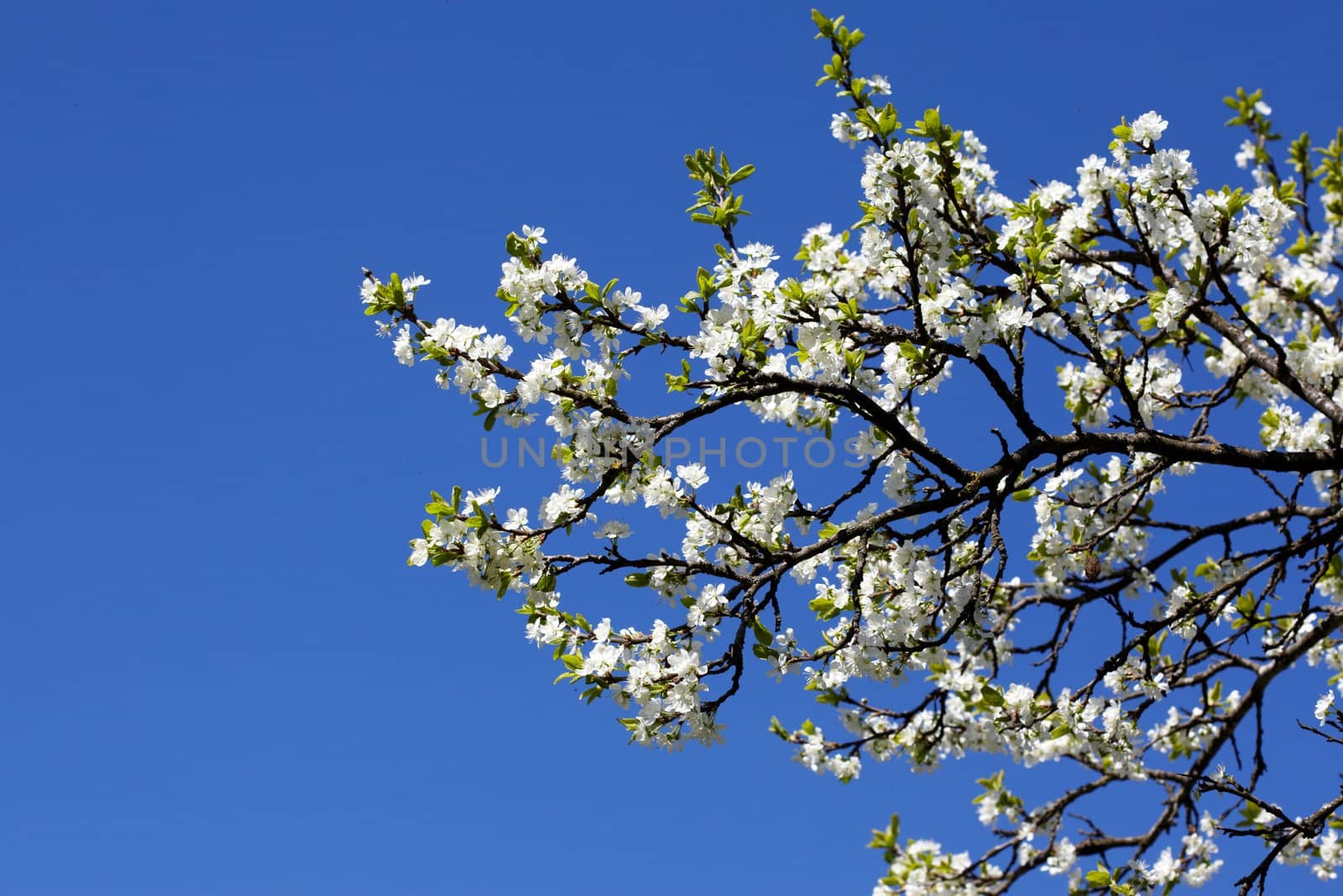 Blooming garden trees over a blue sky background