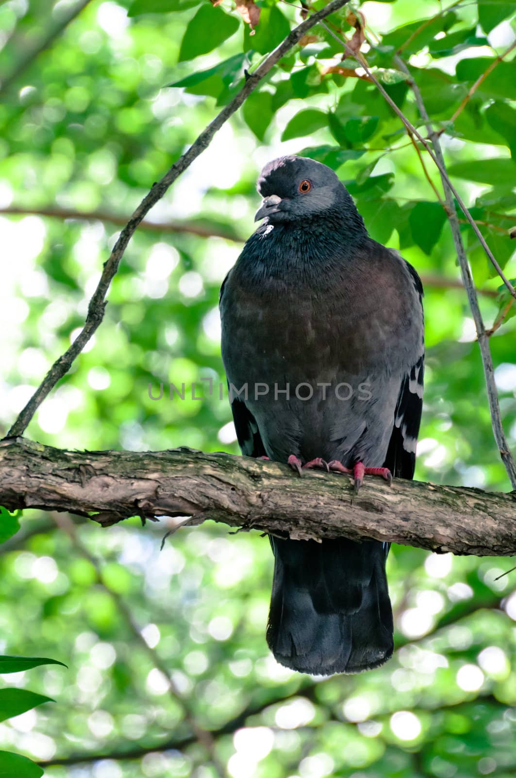 Pigeon sitting on thick tree branch with leafs on background