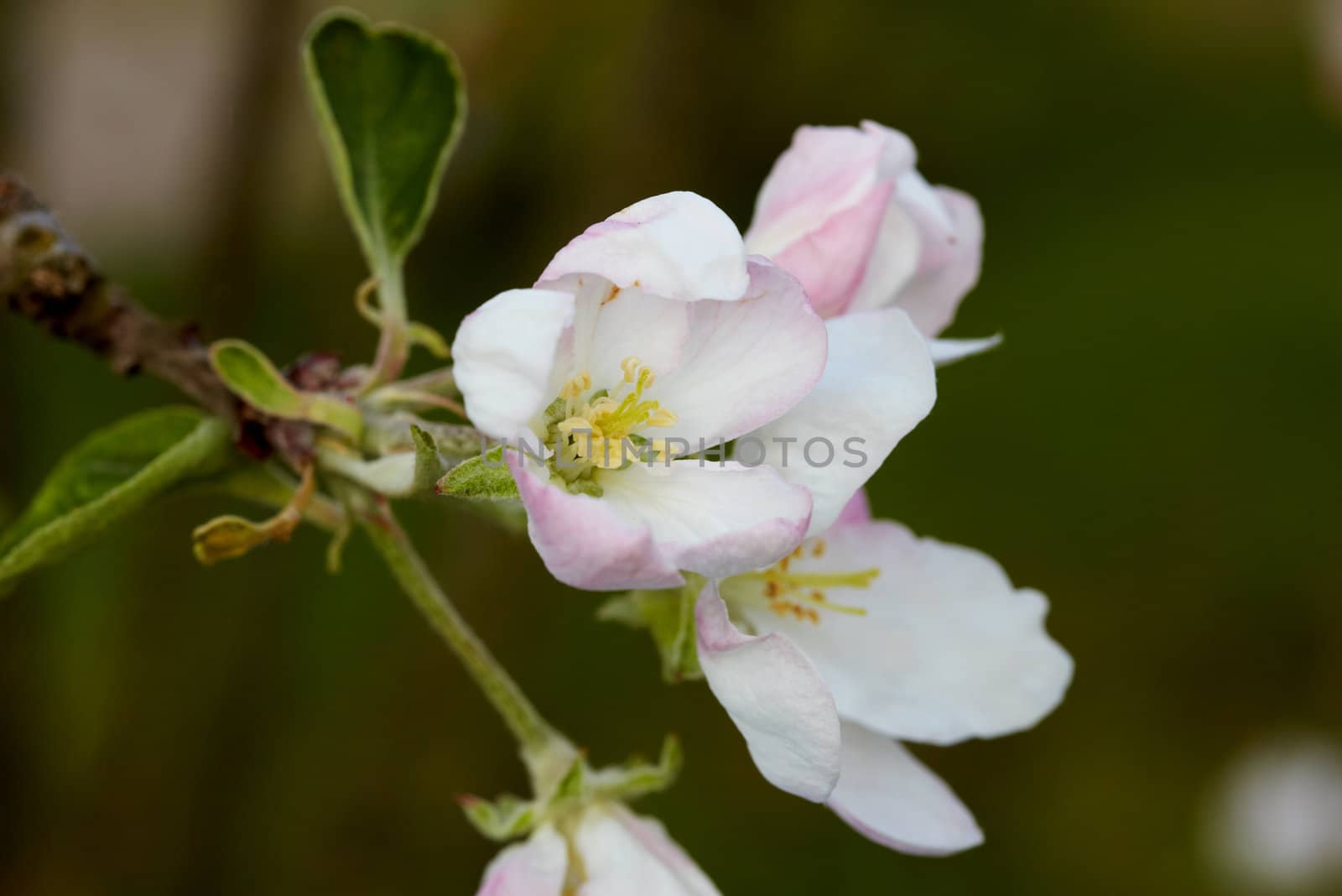 Blossom apple tree by Nikonas