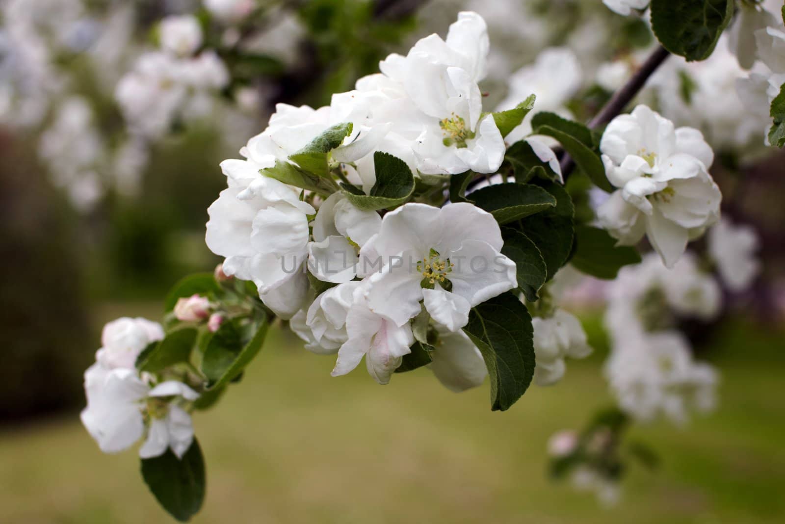 Blossom apple tree by Nikonas