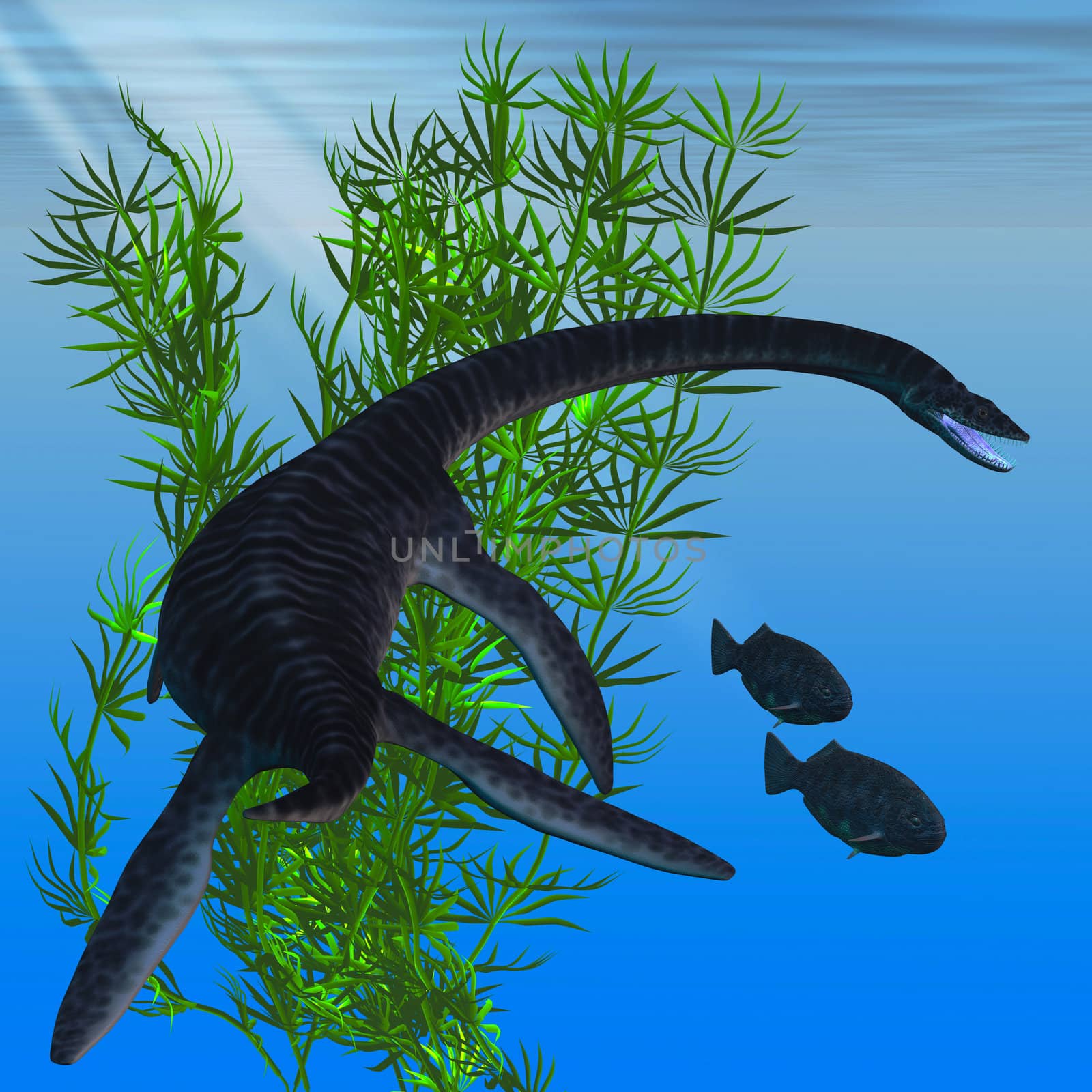 A Plesiosarus dinosaur turns to go after two Dapedius fish from the Jurassic Era.
