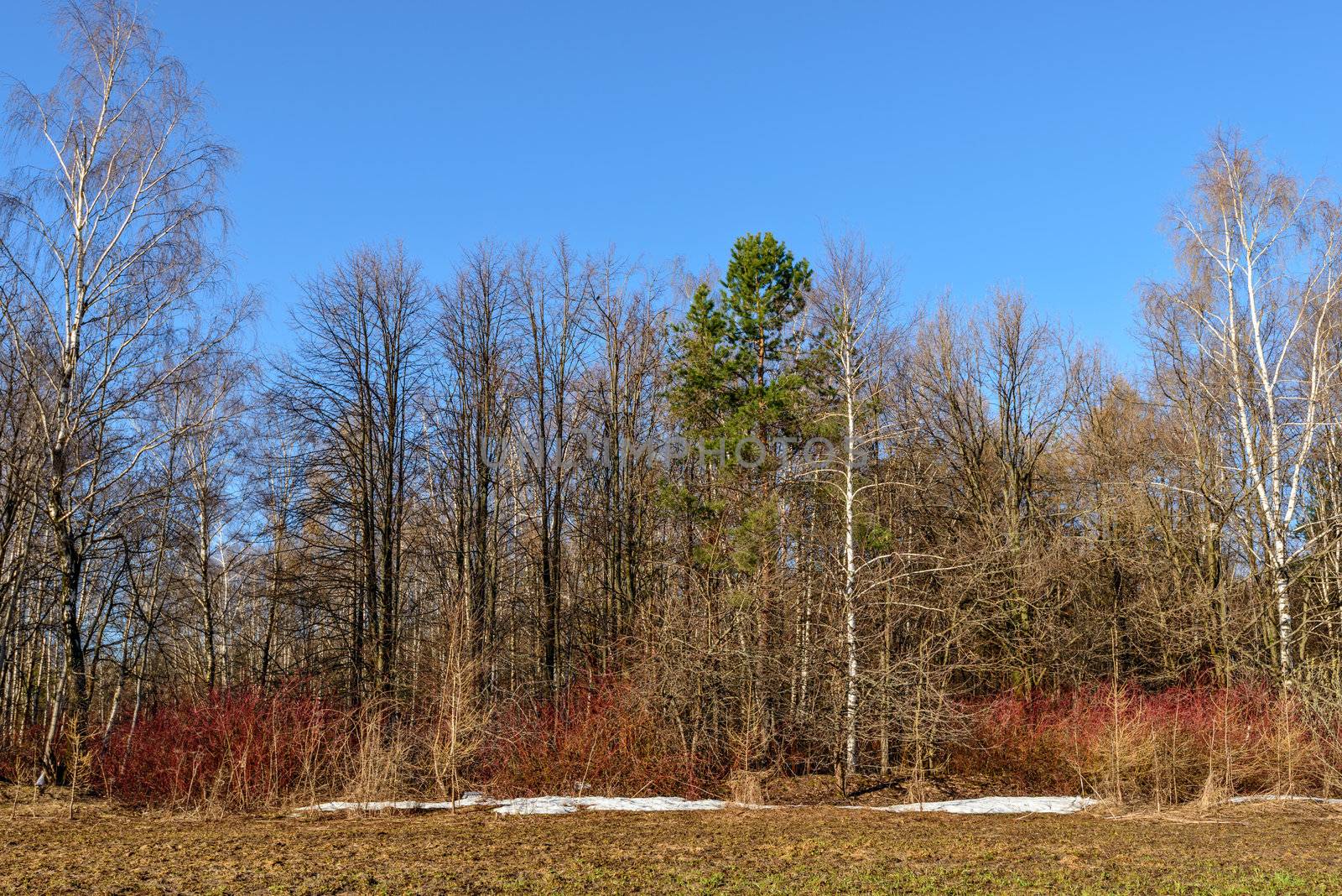 Early spring in the forest