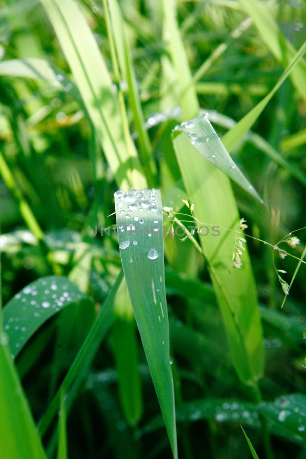 An image of green grass covered with drops of water