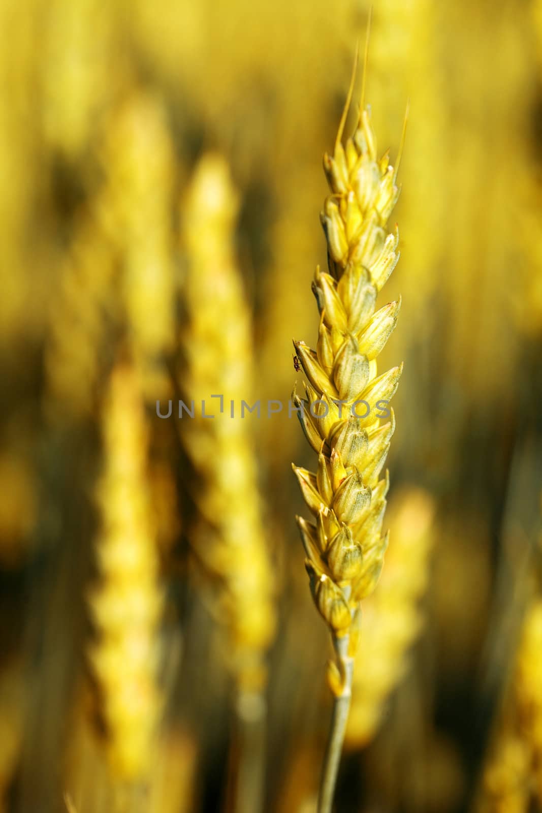 Agriculture theme: an image of wheat ear