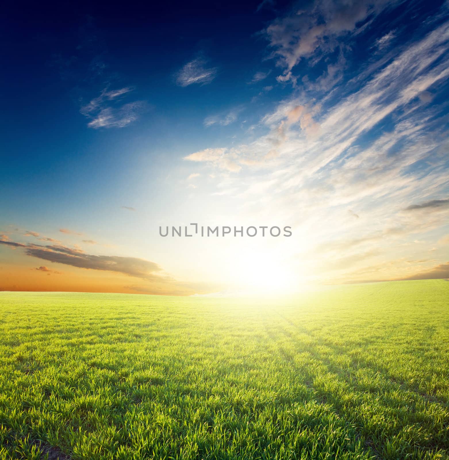 Bright sunset over growing green crops in the field