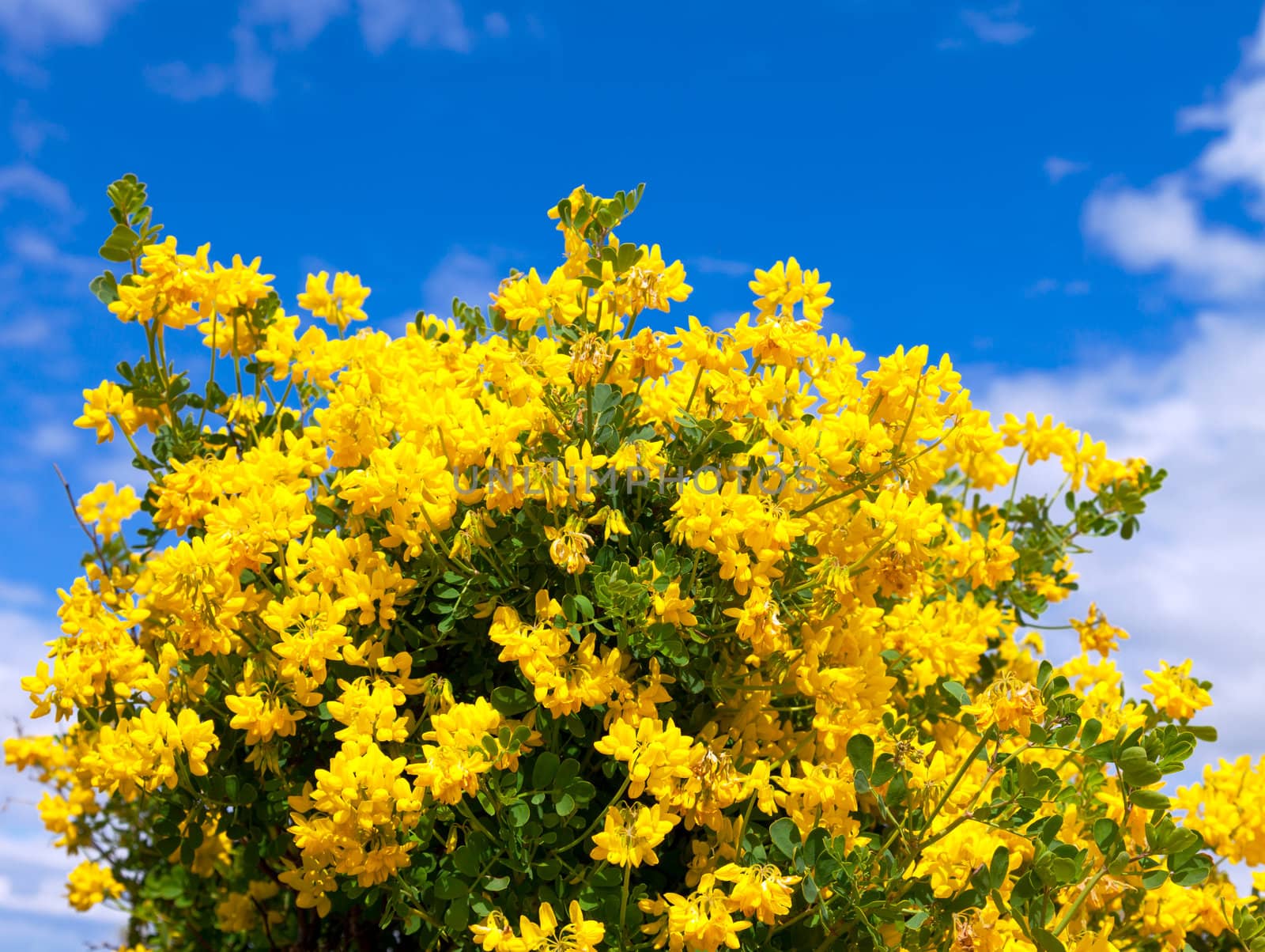 Bush of yellow flowers on a background of blue sky