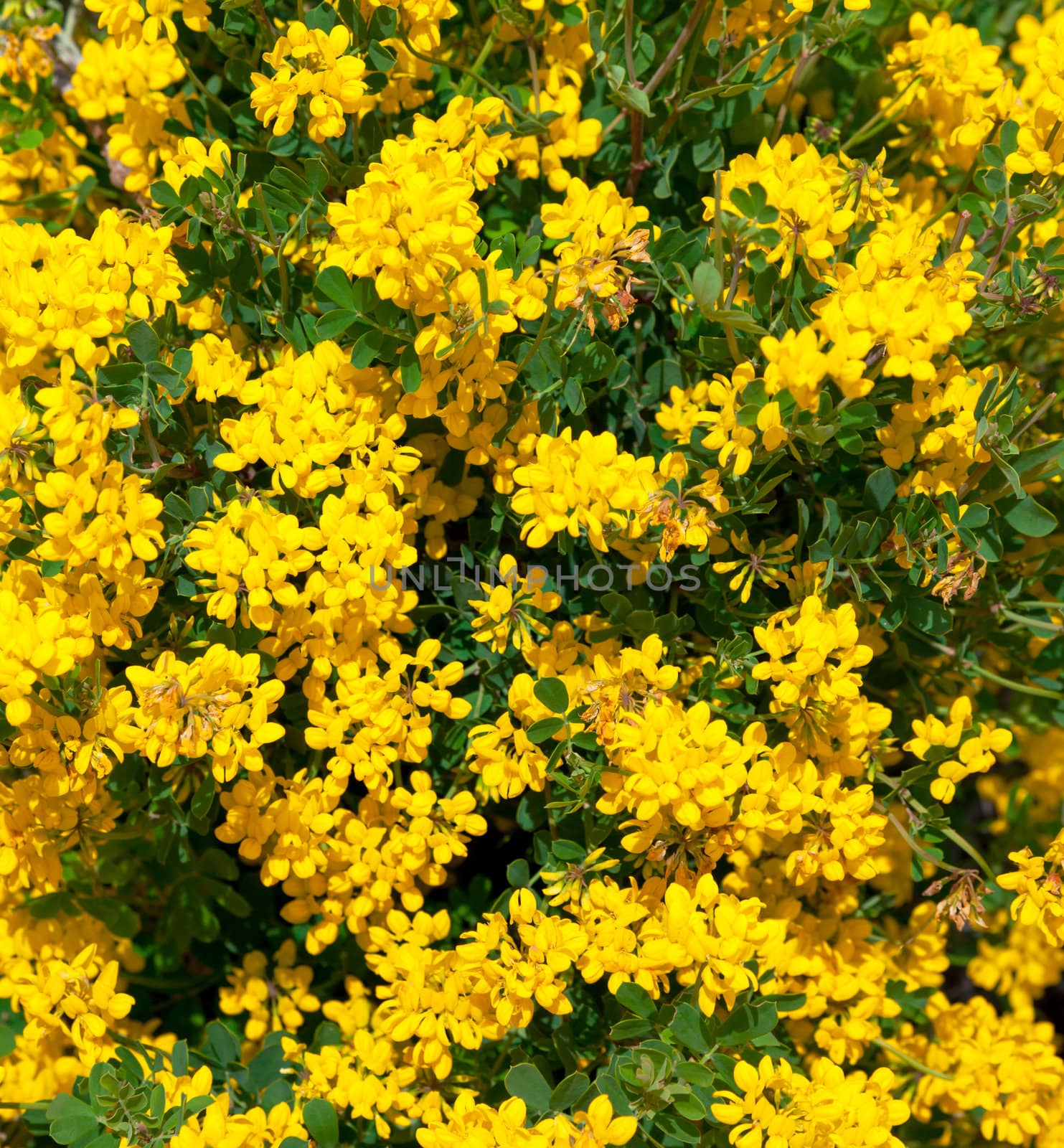 Bush of yellow flowers, closeup background