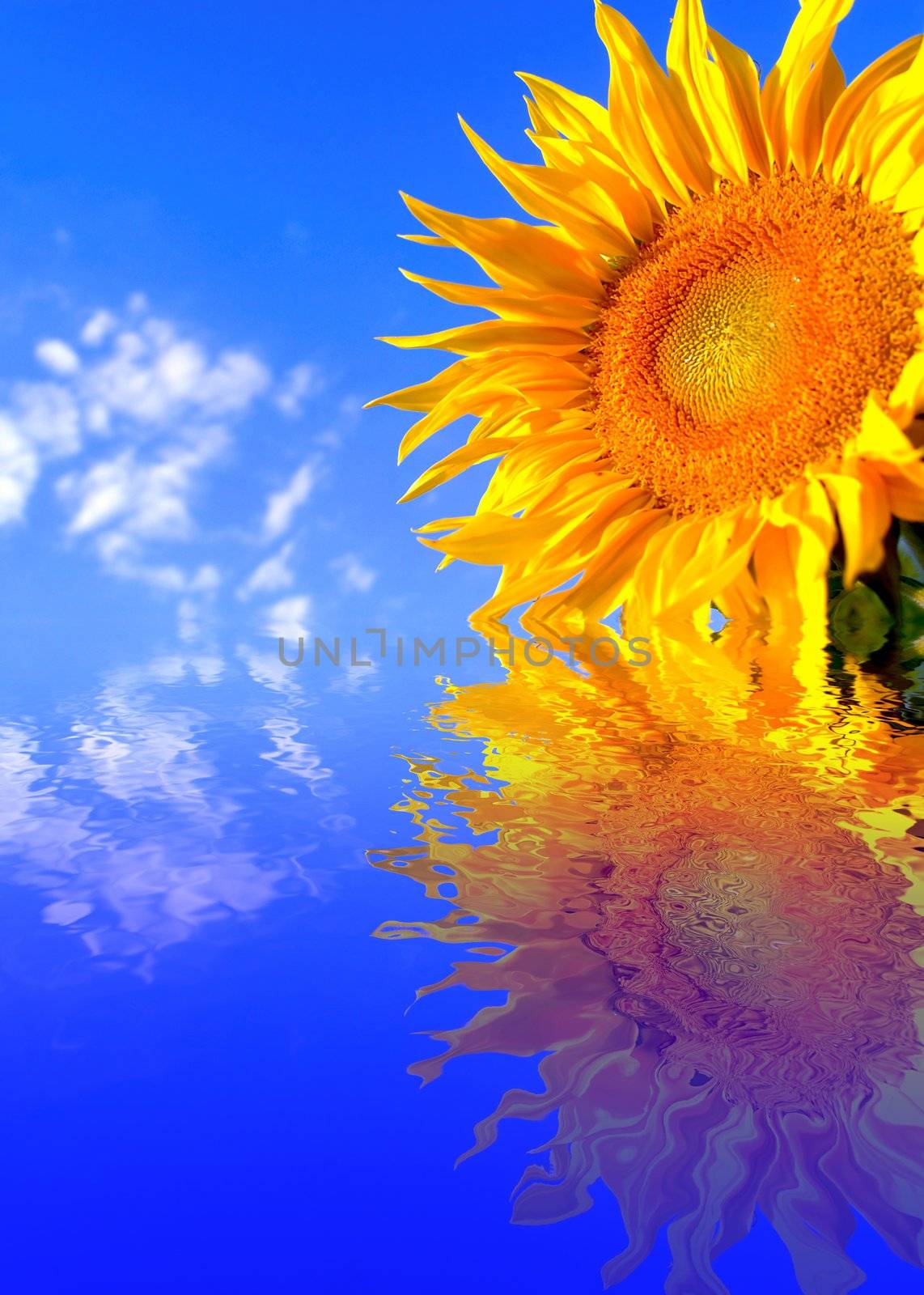 An image of sunflower on background of sky