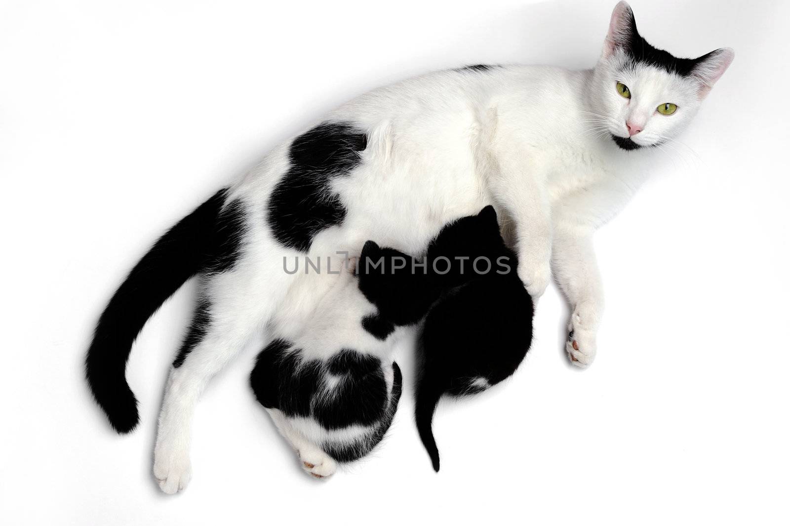 An image of a family of cats on white background