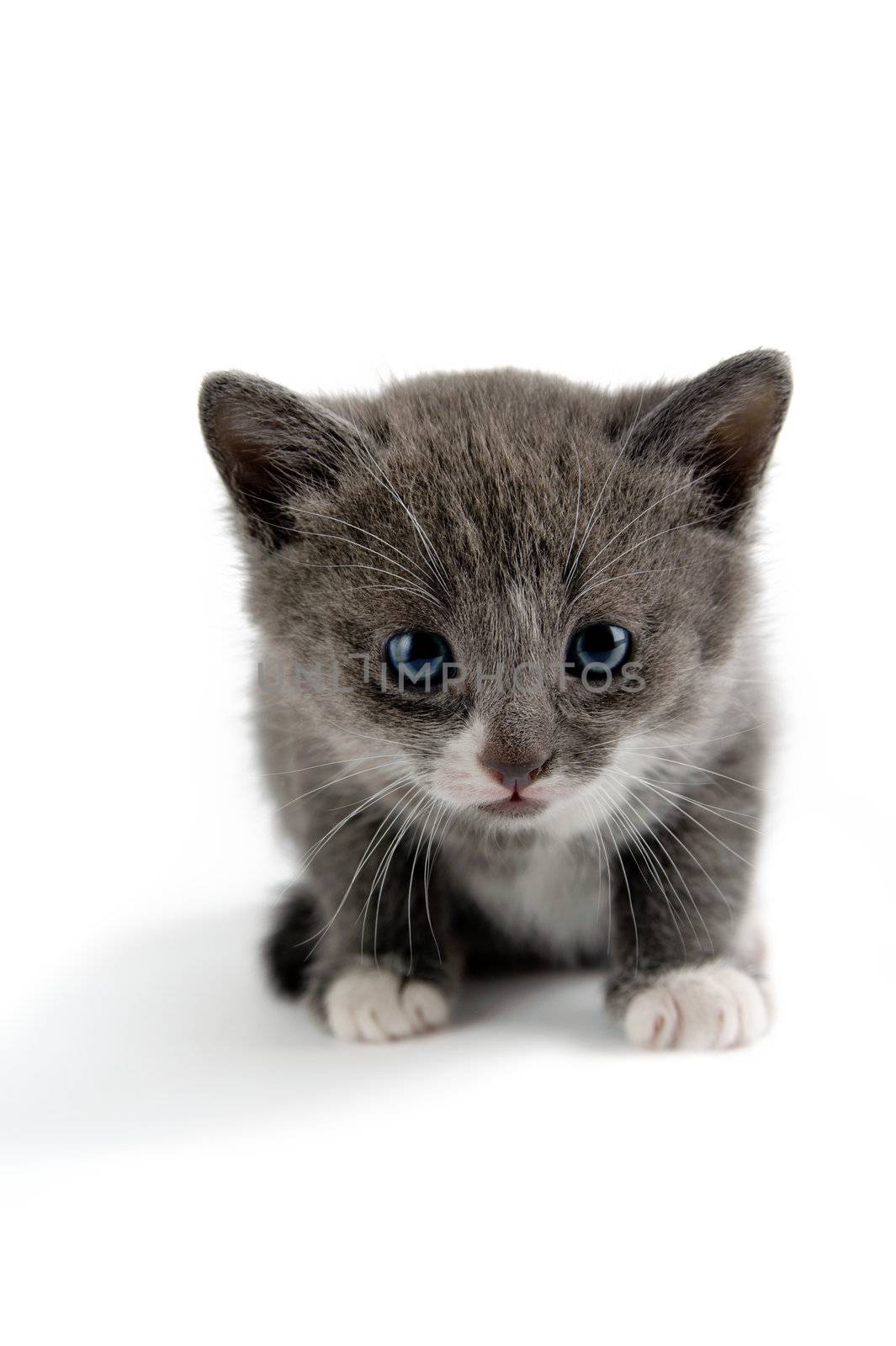 An image of a tiny grey kitten on white background