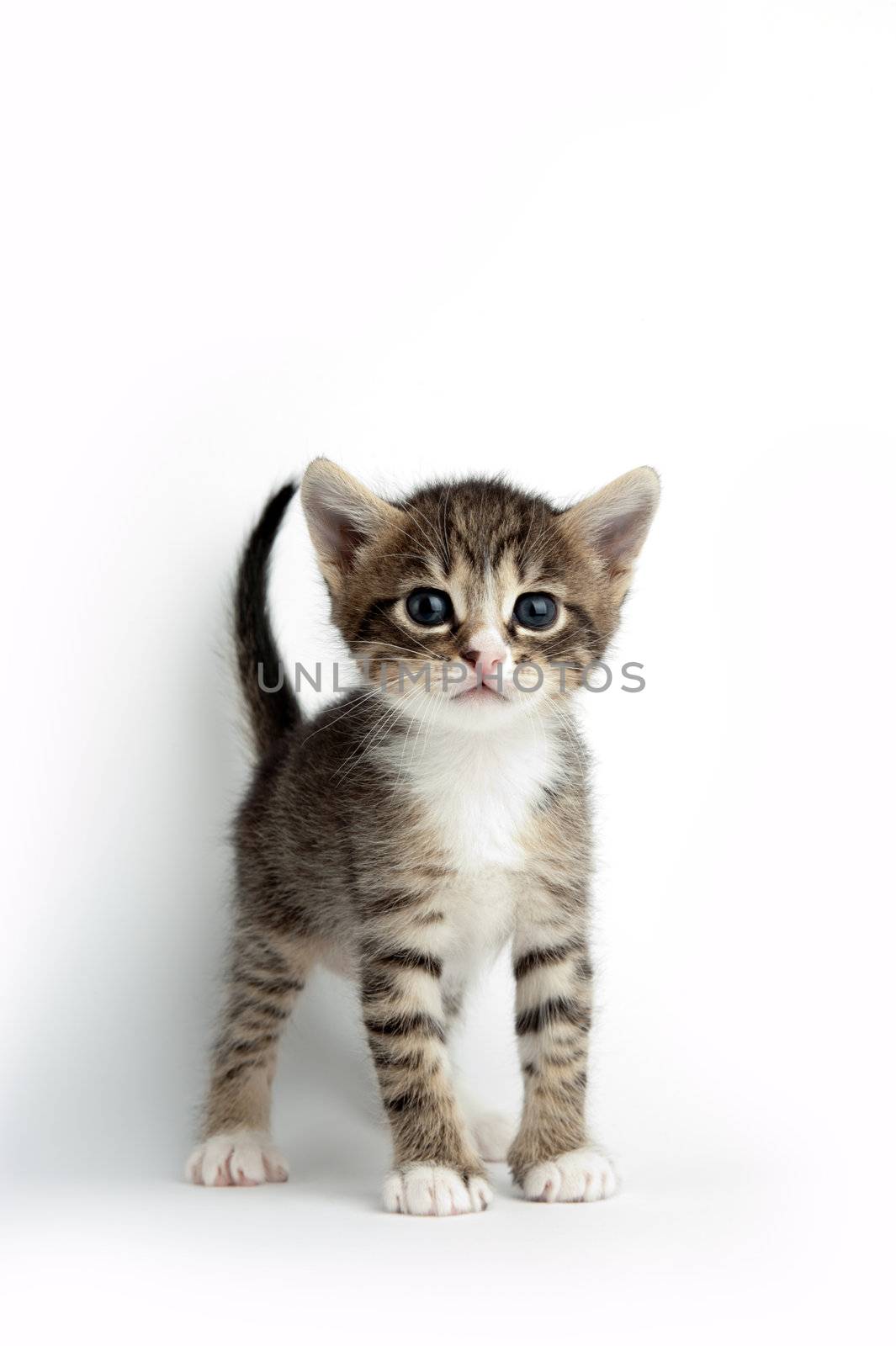 Little kitten by velkol