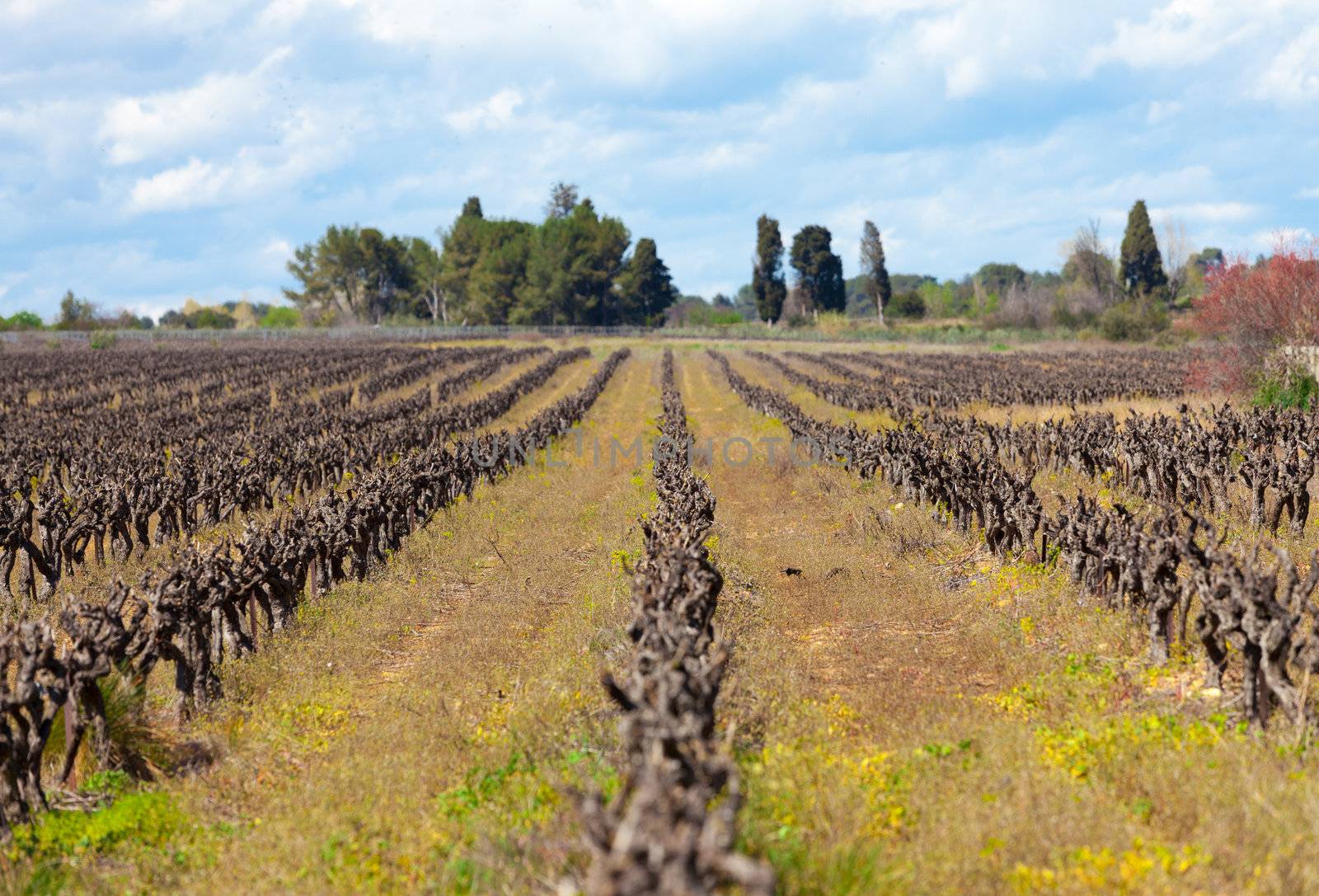 Photograph of a dry vinyard with beautiful surroundings