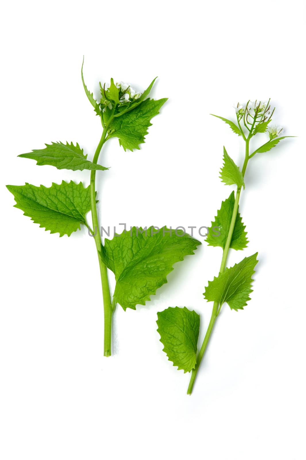 An image of deadnettle on white background