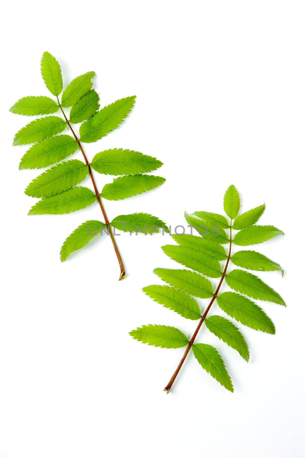 An image of bright green rowan leaves