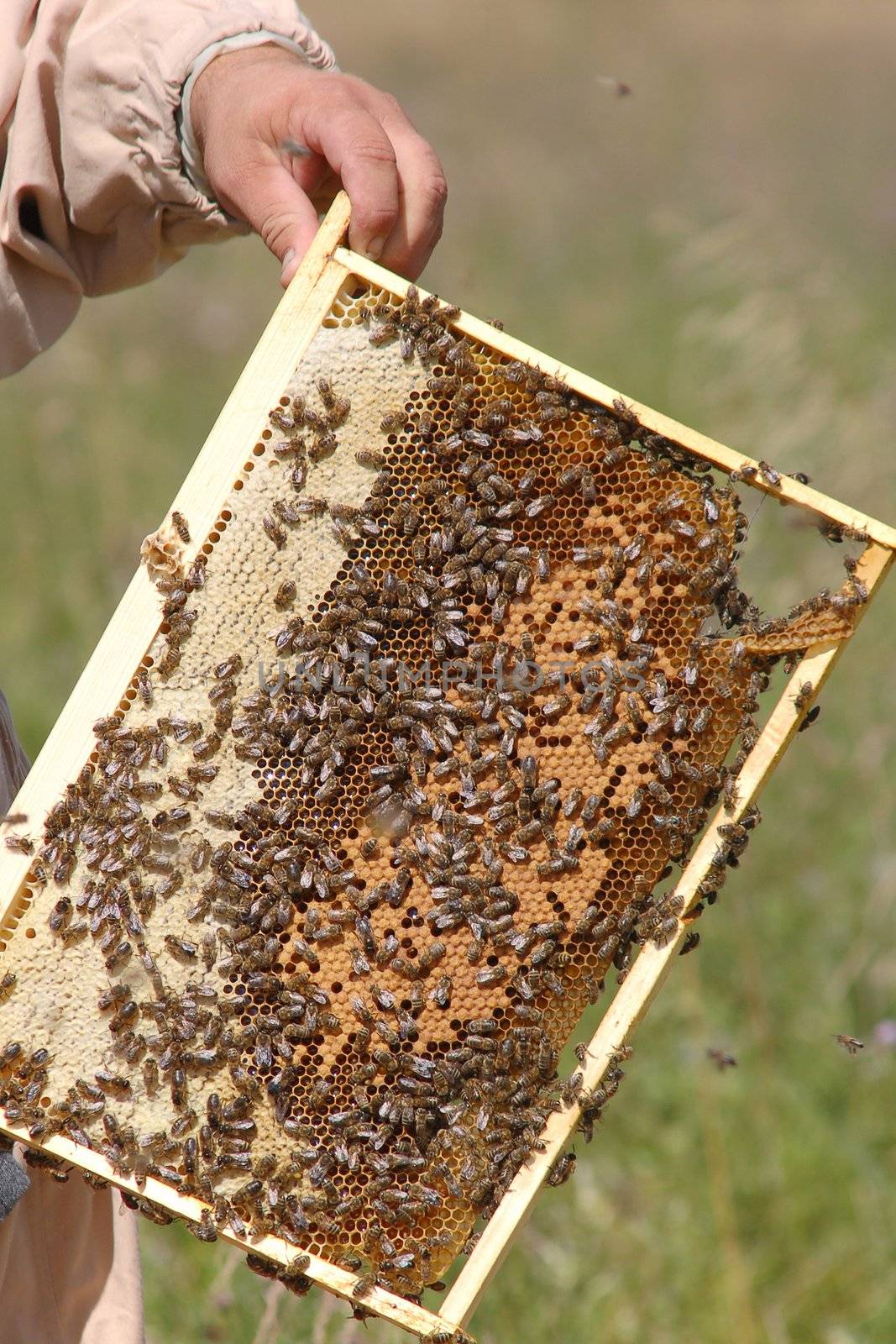 An image of swarm of bees in hands