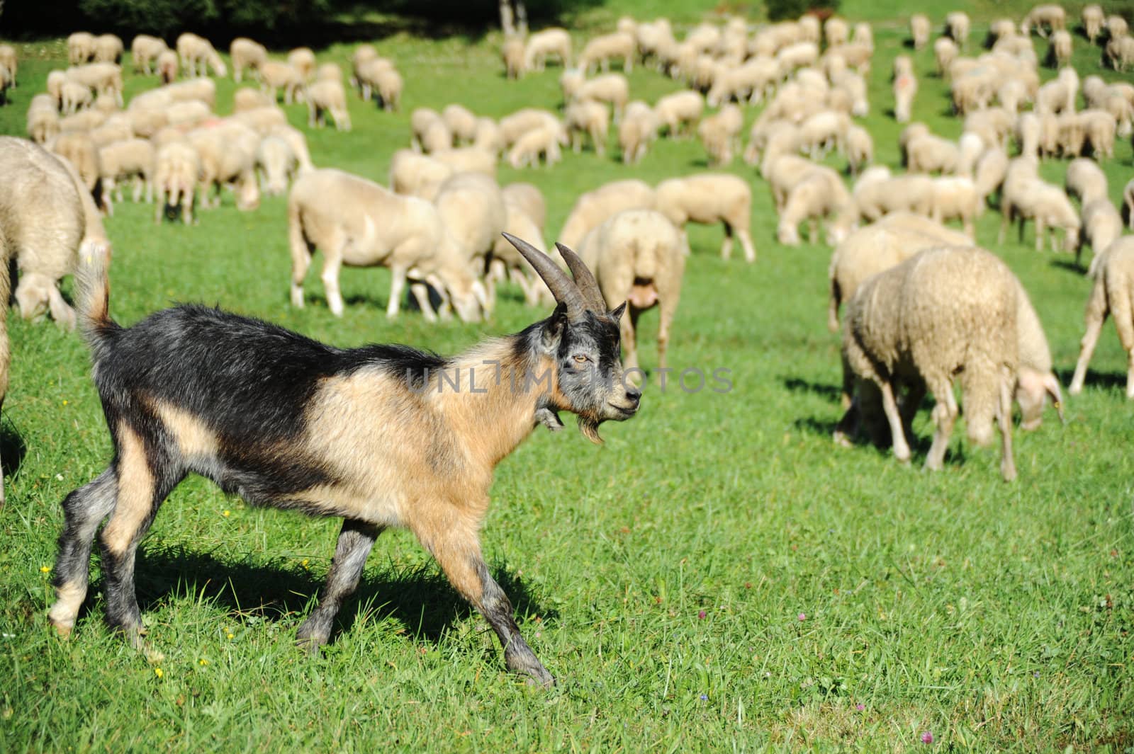 An image of a little brown goat on green pasture