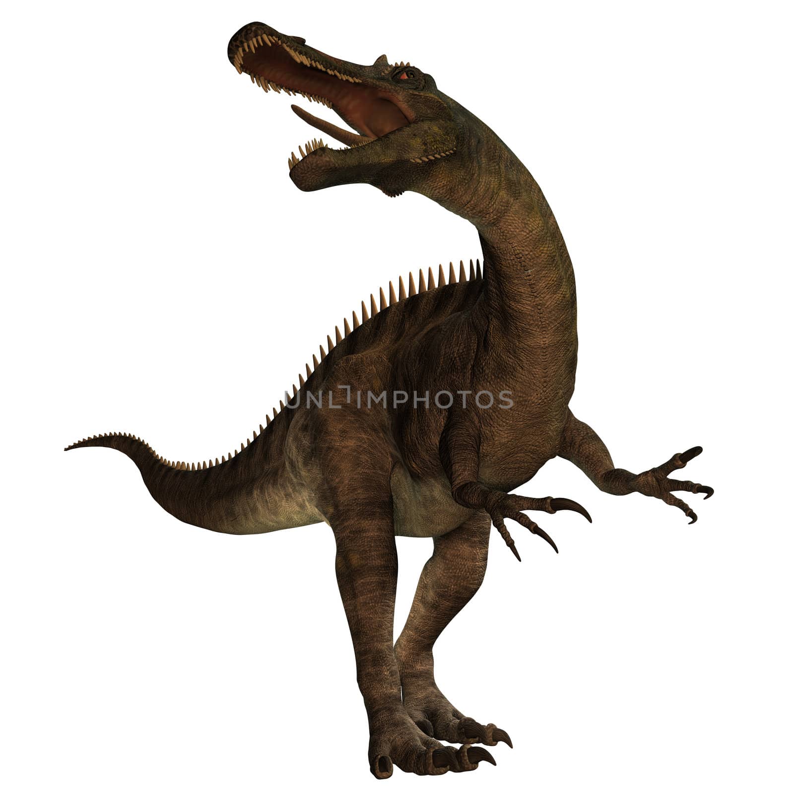 Suchomimus was a large Spinosaurid dinosaur with a crocodile-like set of jaws. It lived 110 to 120 million years ago in the Cretaceous period in Africa, when it was a lush swampy habitat.