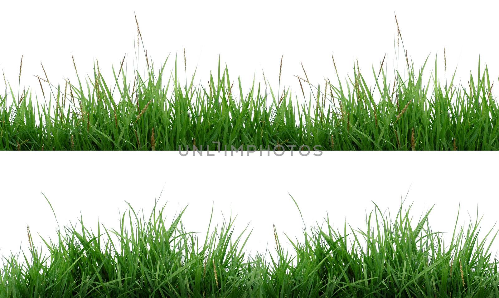 green grass isolated by anankkml